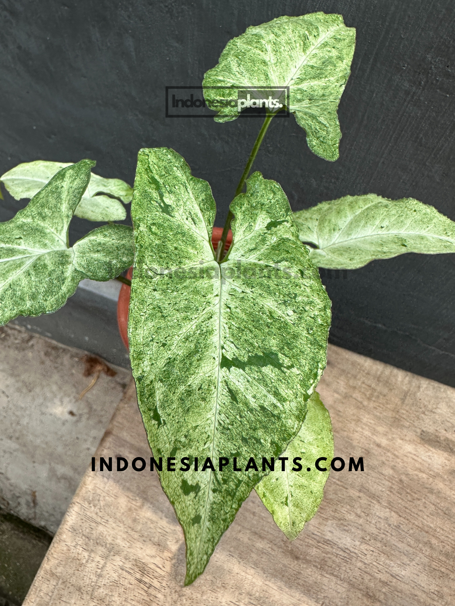 A potted Syngonium Byrd Freckles Europe on a wooden surface, highlighting its vibrant foliage.