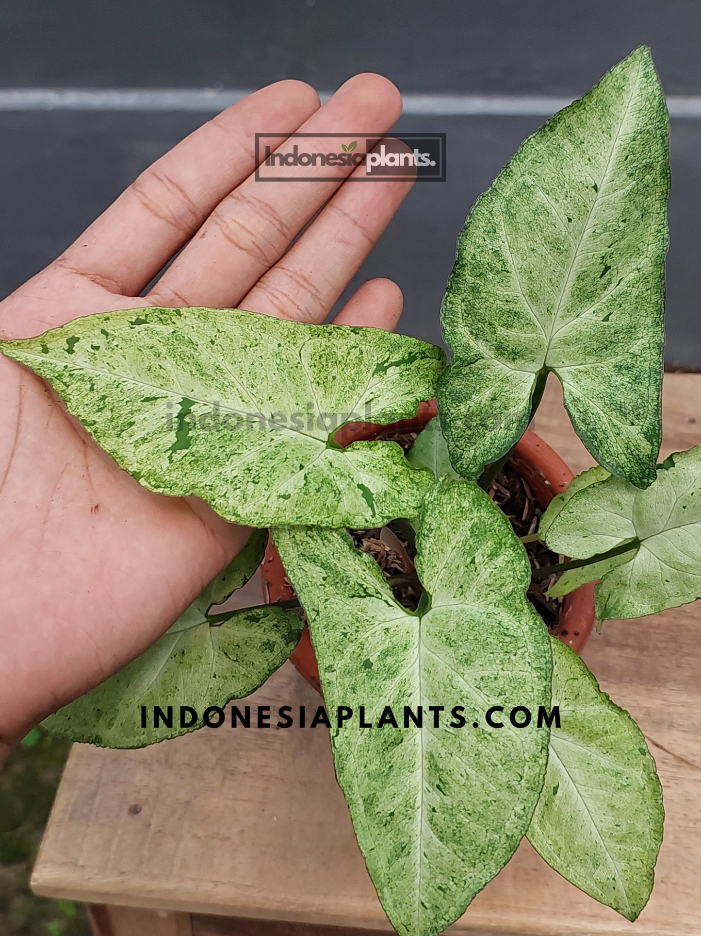 A hand presenting Syngonium Byrd Freckles Europe with its uniquely speckled arrowhead leaves.