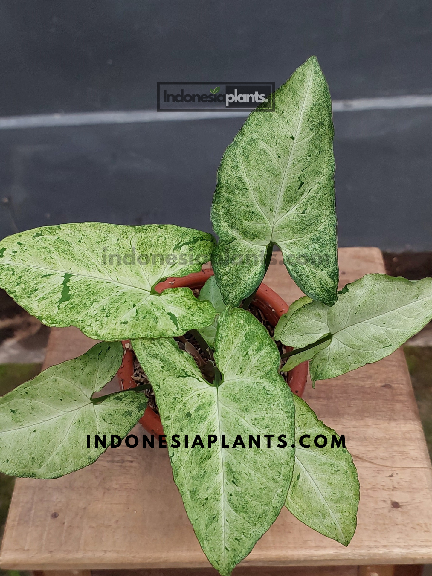 A top-down view of a potted Syngonium Byrd Freckles Europe, showing its well-rooted growth.