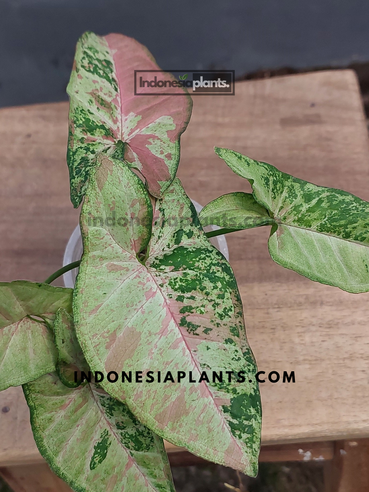 A close-up of Syngonium Confetti Tricolor held in hand, displaying pink, cream, and green variegated arrow-shaped leaves.