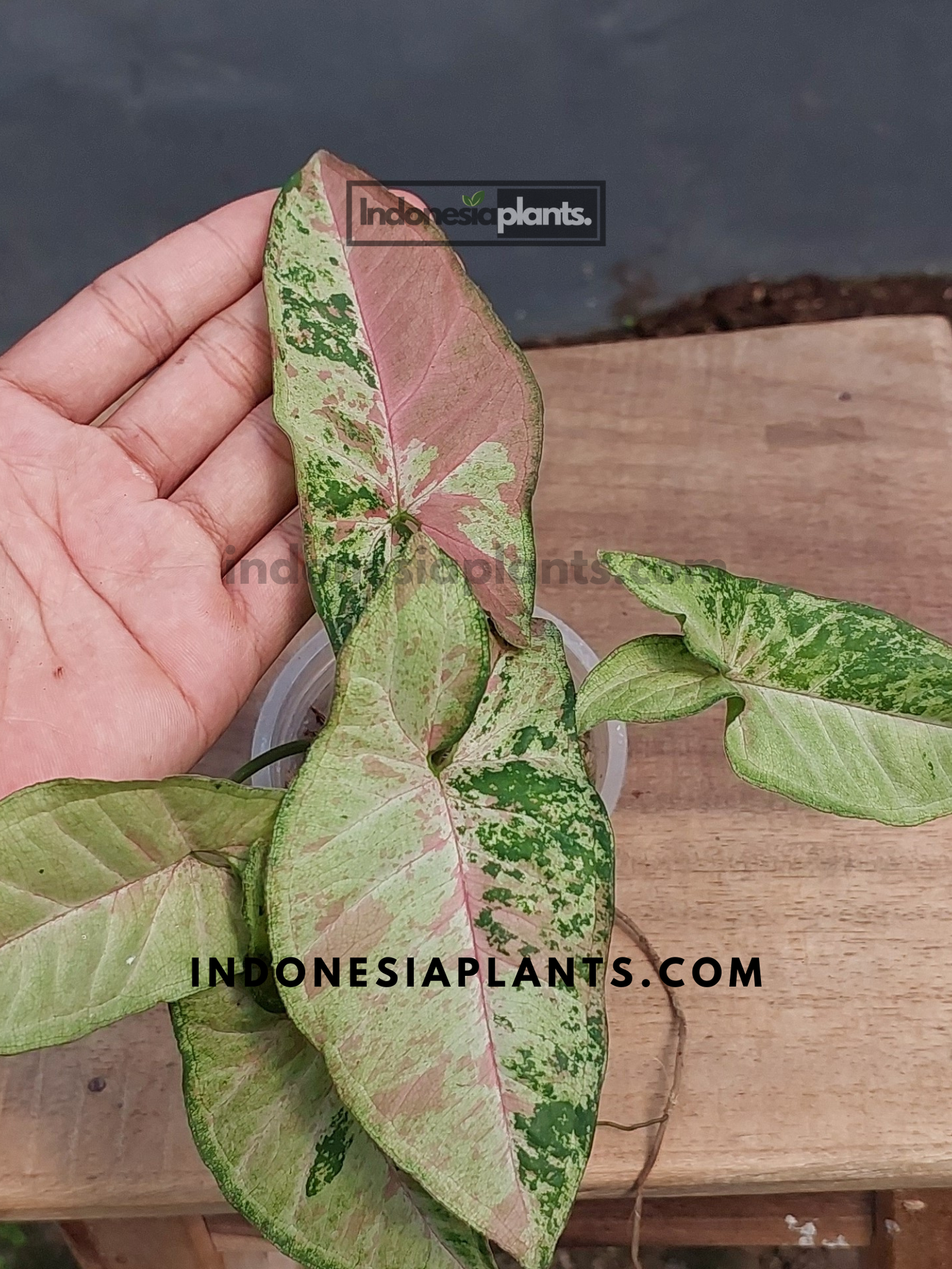 A hand holding Syngonium Confetti Tricolor over a wooden surface, highlighting its vibrant foliage pattern.