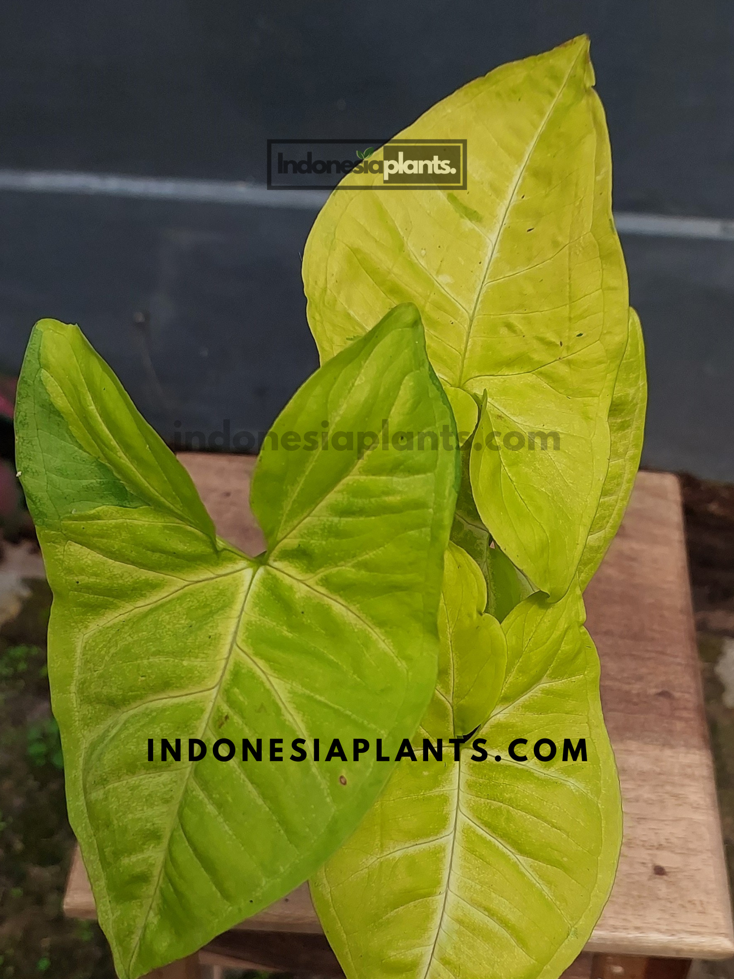 Close-up of Syngonium Lime Soda Large Size Plant, showcasing its bright neon-green leaves.