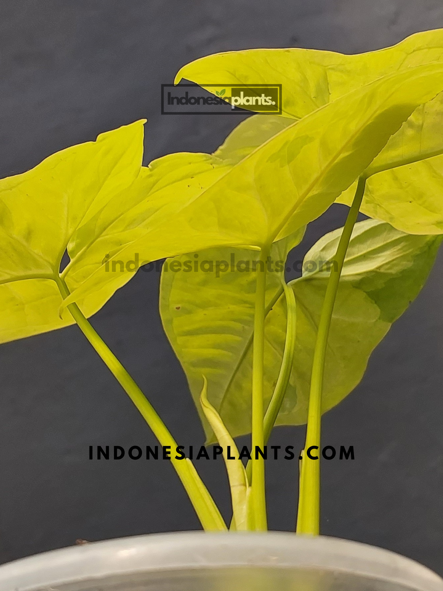 A potted Syngonium Lime Soda with multiple large, vibrant leaves.
