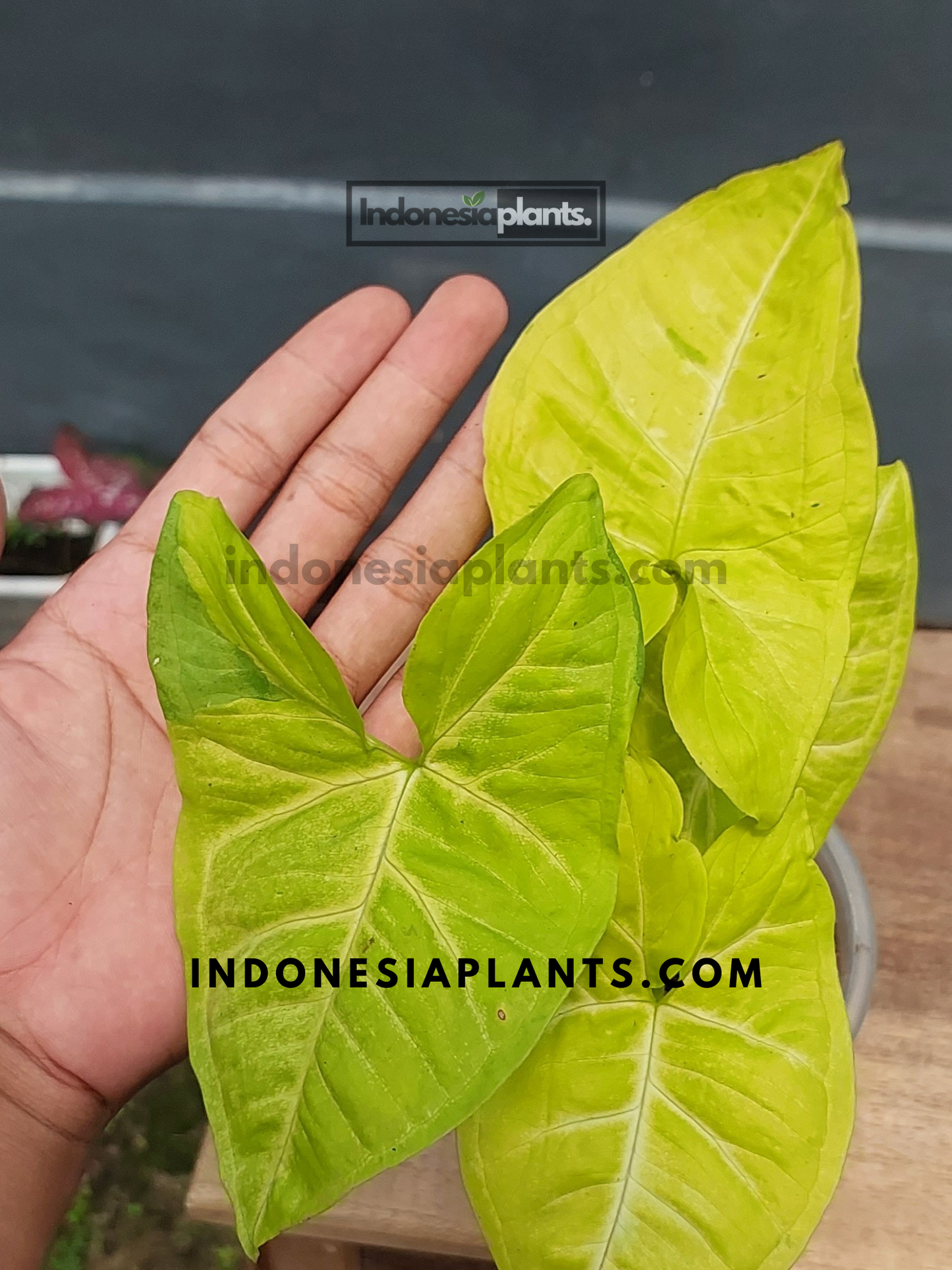 A hand holding Syngonium Lime Soda, emphasizing its bold lime-colored foliage.