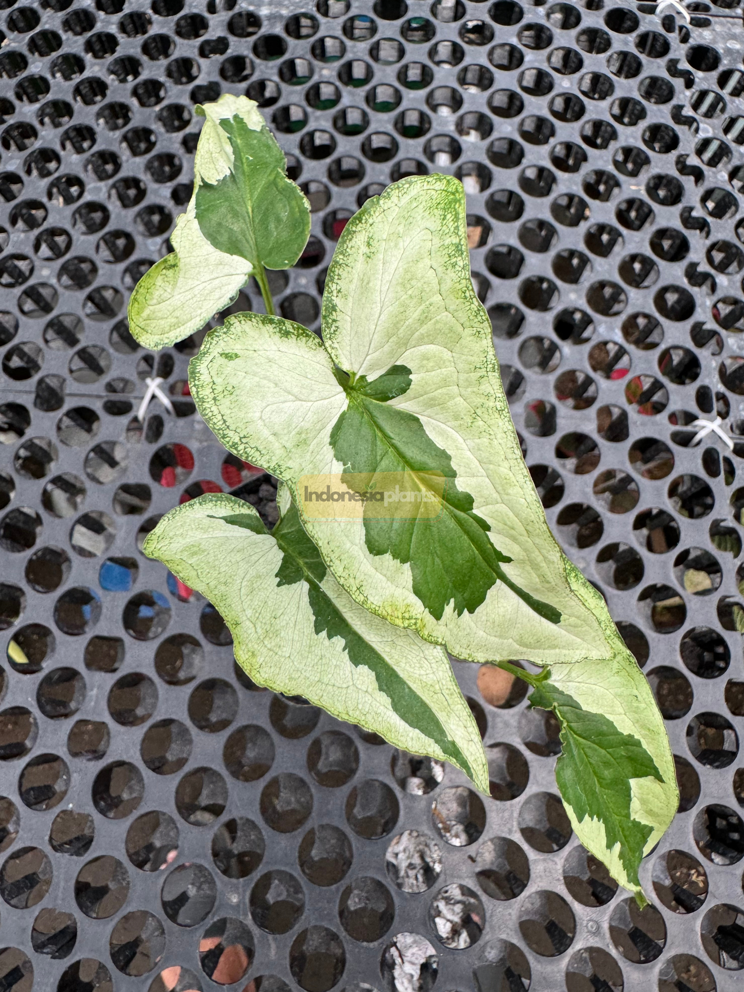 Top view of Syngonium Majesty with creamy white and green variegated leaves spread out on a perforated black plastic table.