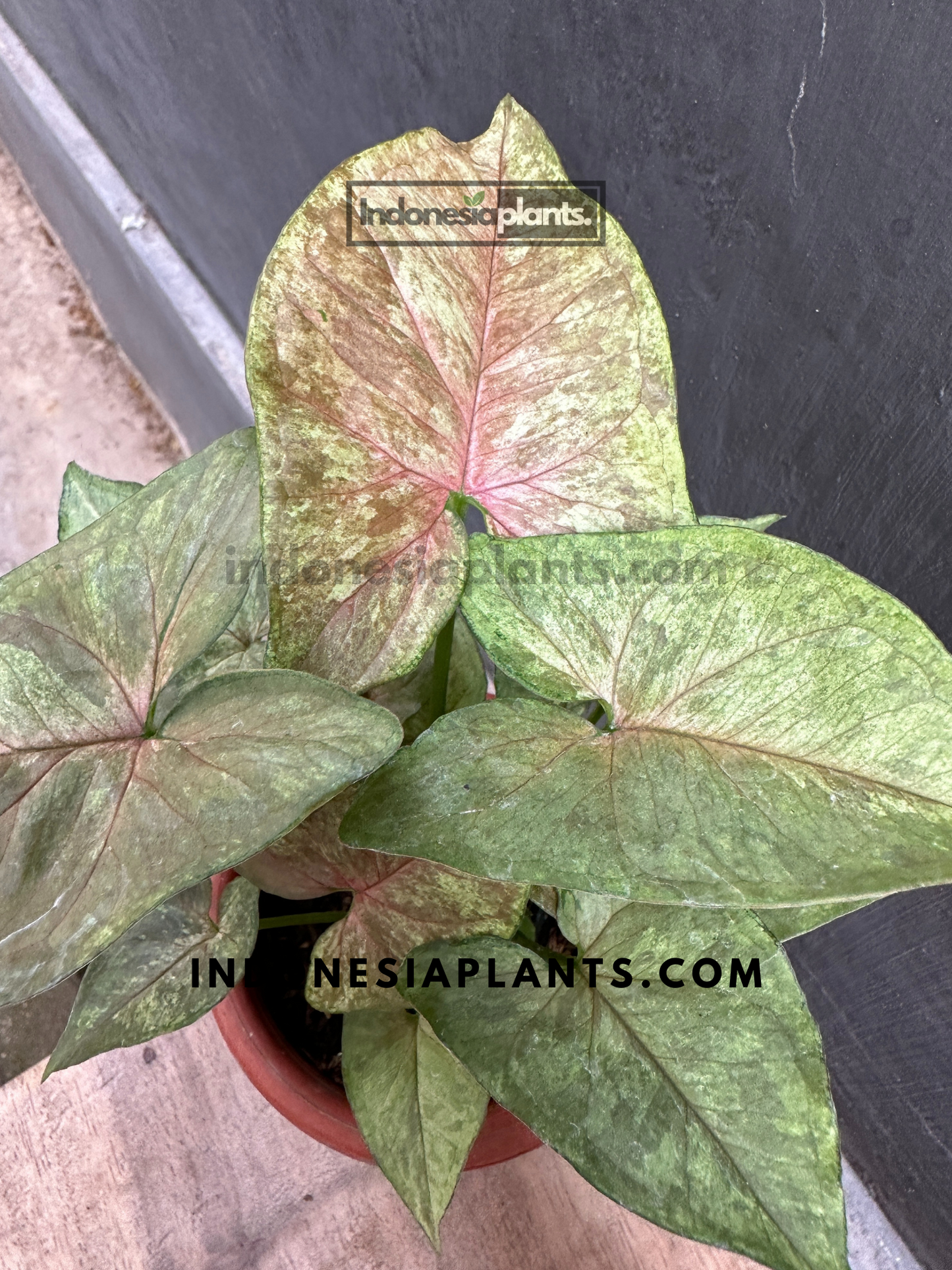 A potted Syngonium Matcha Sprinkle Medium with green leaves featuring soft pink speckles.