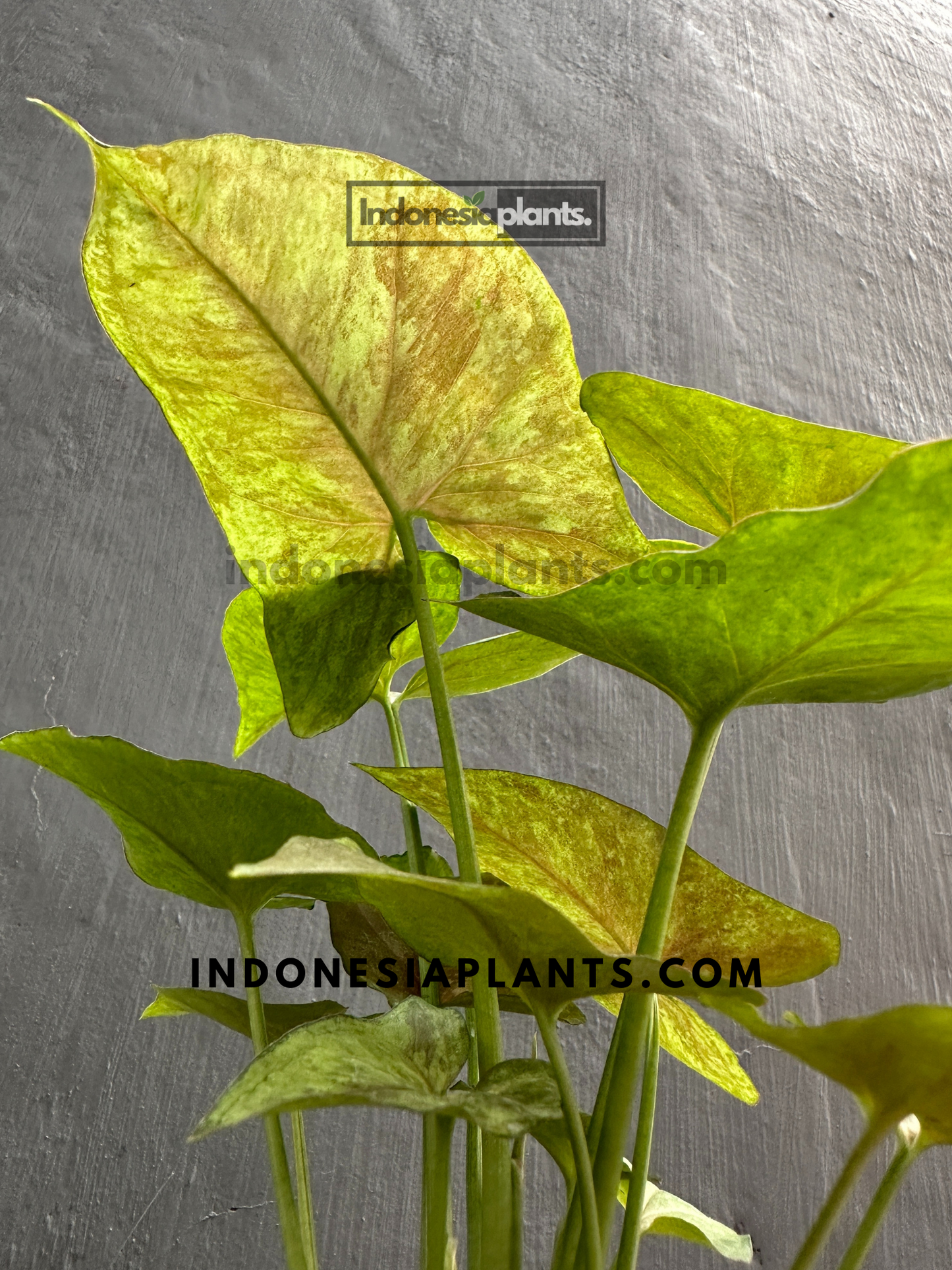 A Syngonium Matcha Sprinkle Medium plant with yellow-green variegated leaves in a white pot.