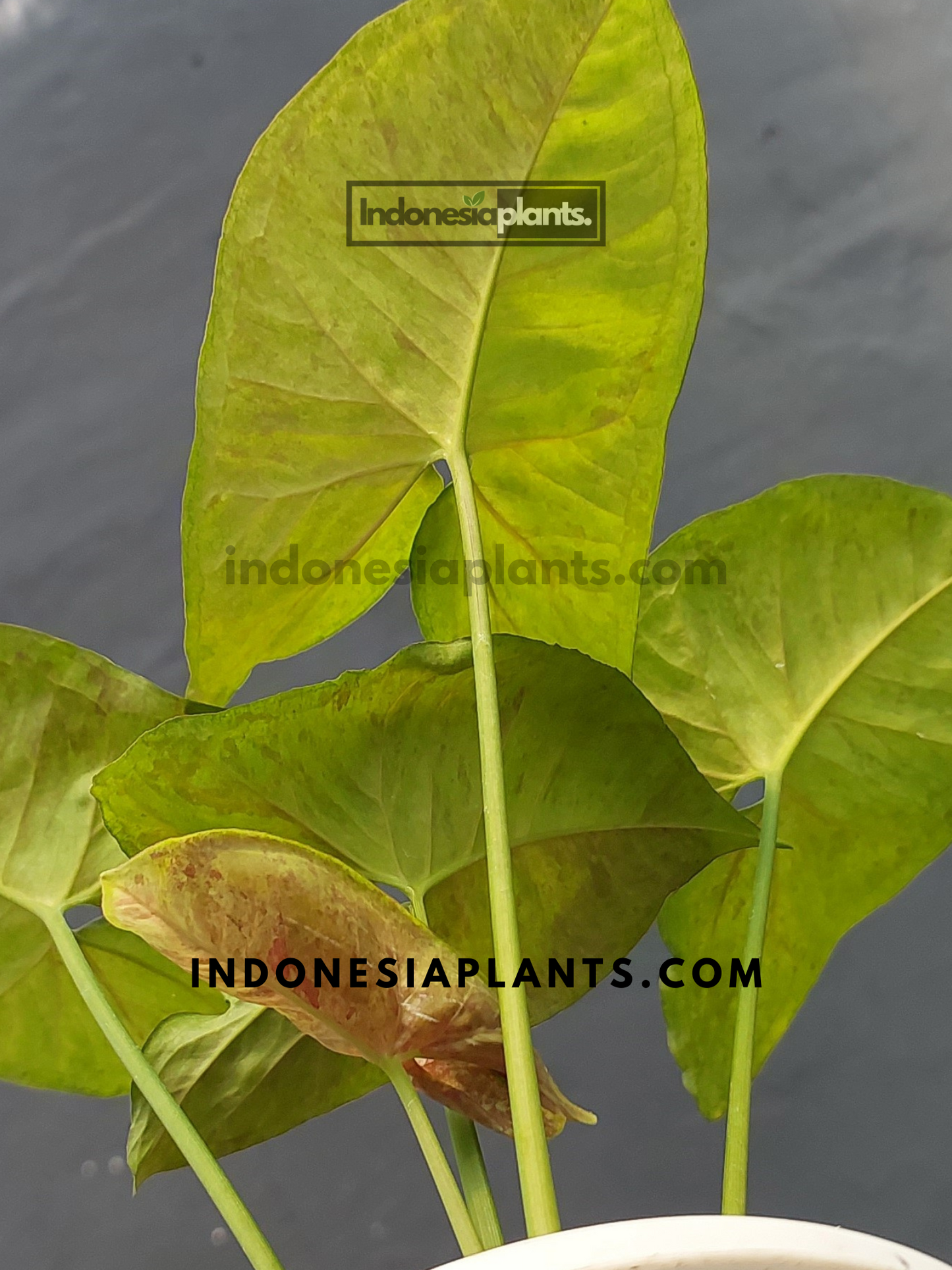 A young Syngonium Matcha Sprinkle Medium plant with fresh green foliage and subtle pink hues.