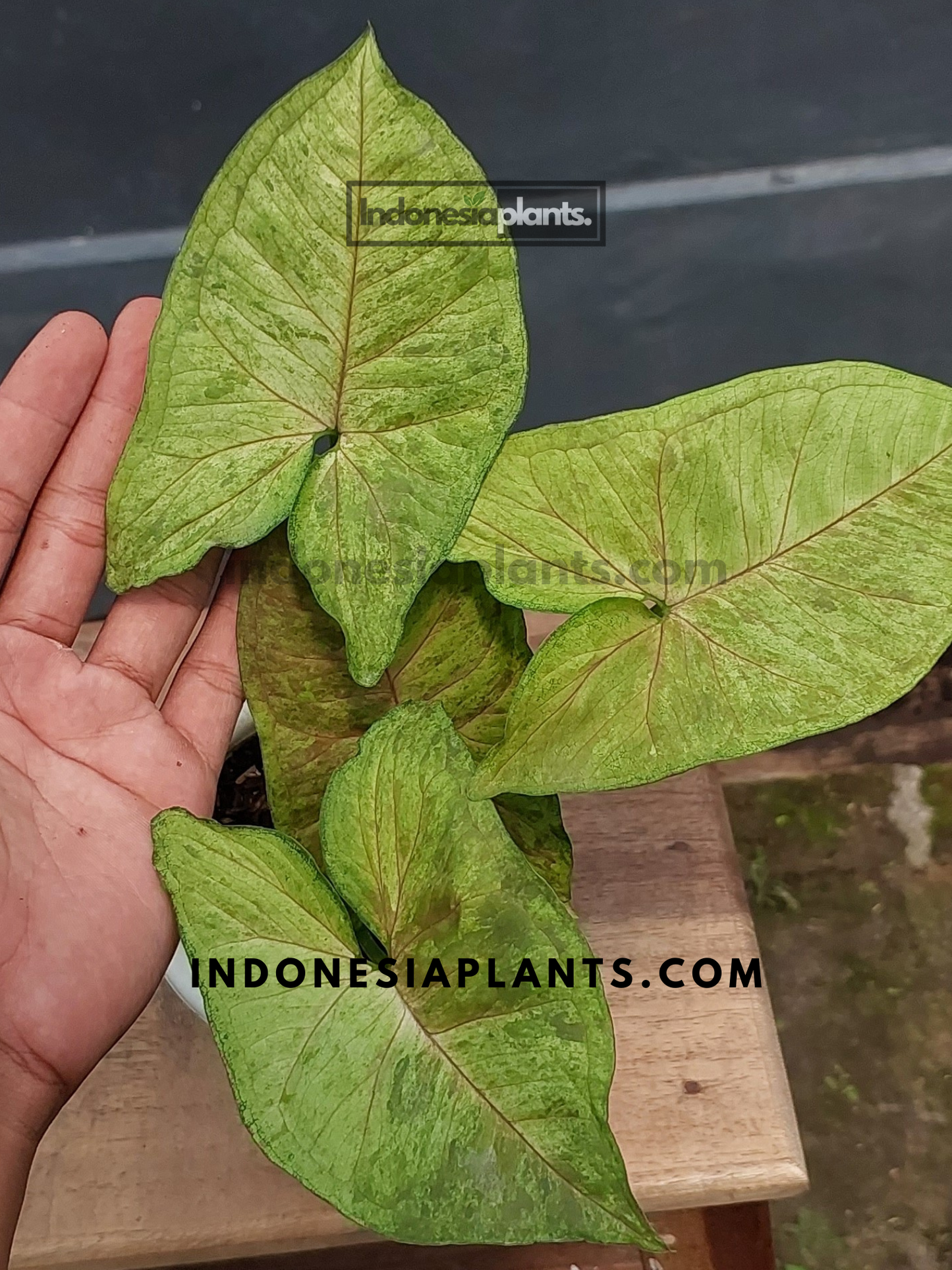A hand presenting Syngonium Matcha Sprinkle Medium with delicate green and pink variegation.