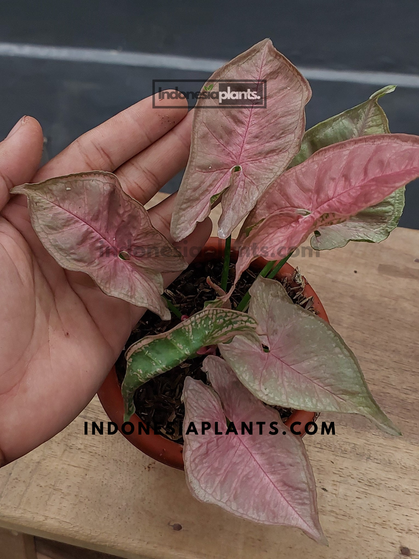 Another view of Syngonium Mosaic with lush pink-speckled leaves.