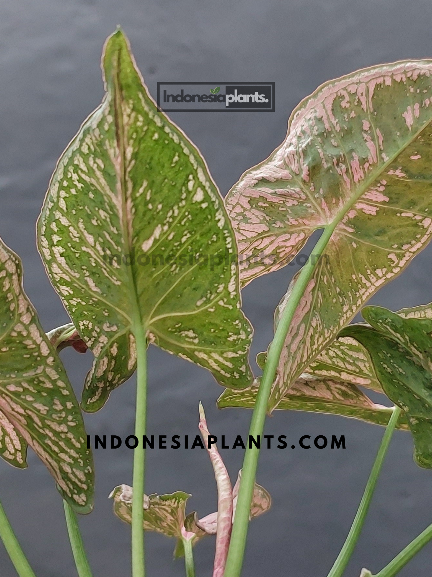 A top-down perspective of Syngonium Mosaic with its delicate green and pink variegation.