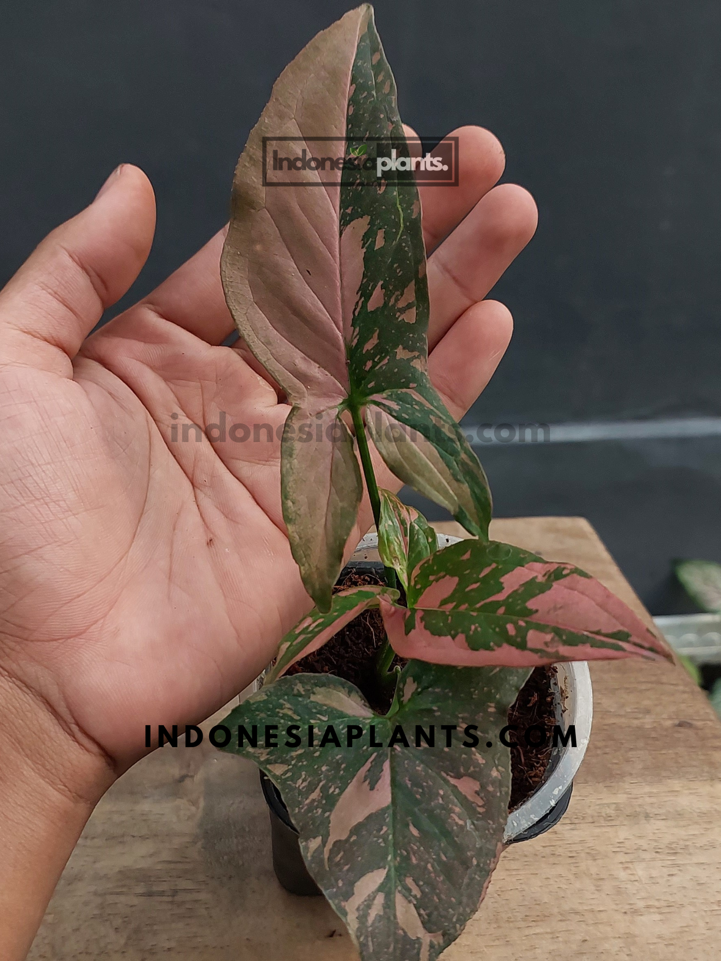 A hand holding a young Syngonium Pink Splash Dark Form plant, showcasing its compact size.
