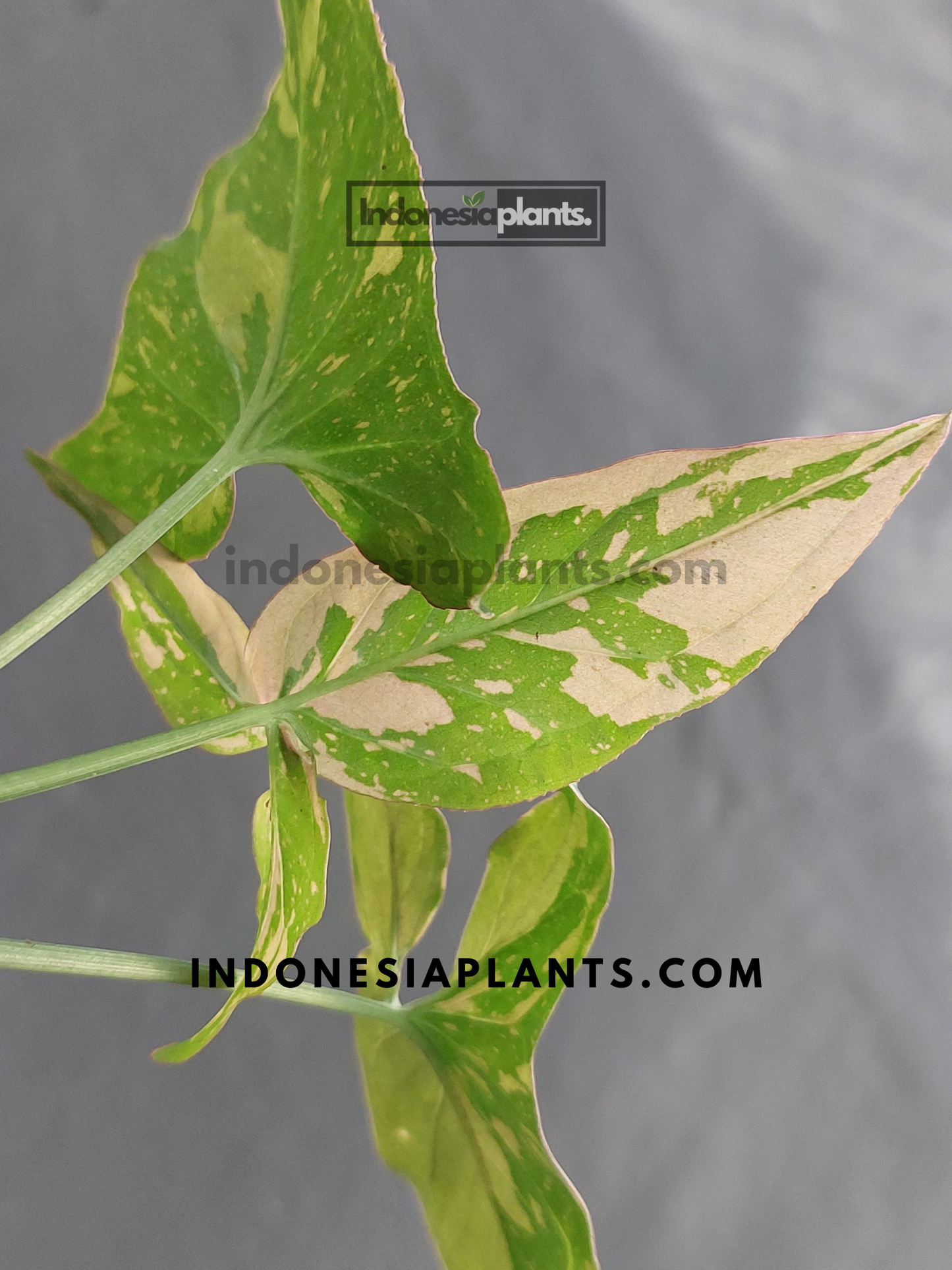 The back leaves of Syngonium Pink Splash Dark Form against a neutral background.
