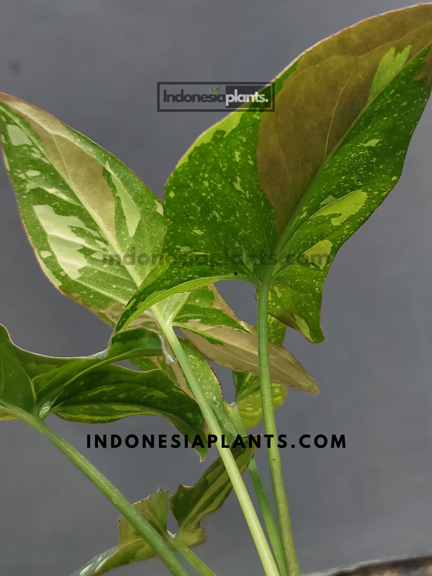 A side view of Syngonium Red Spot Tricolor Pink on Pink in a pot, displaying its fresh and glossy leaves.