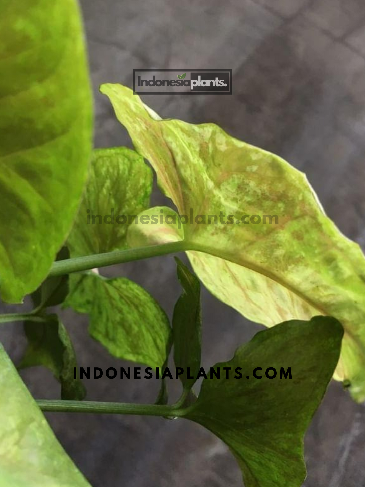 Syngonium Matcha Sprinkle