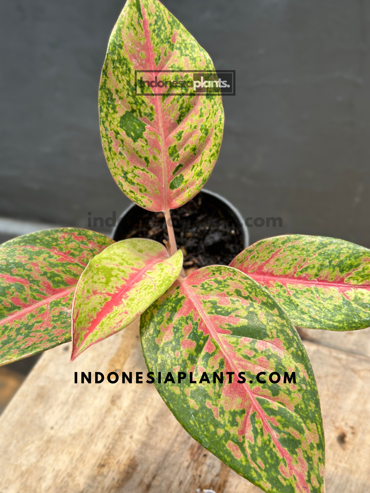 Aglaonema Big Roy