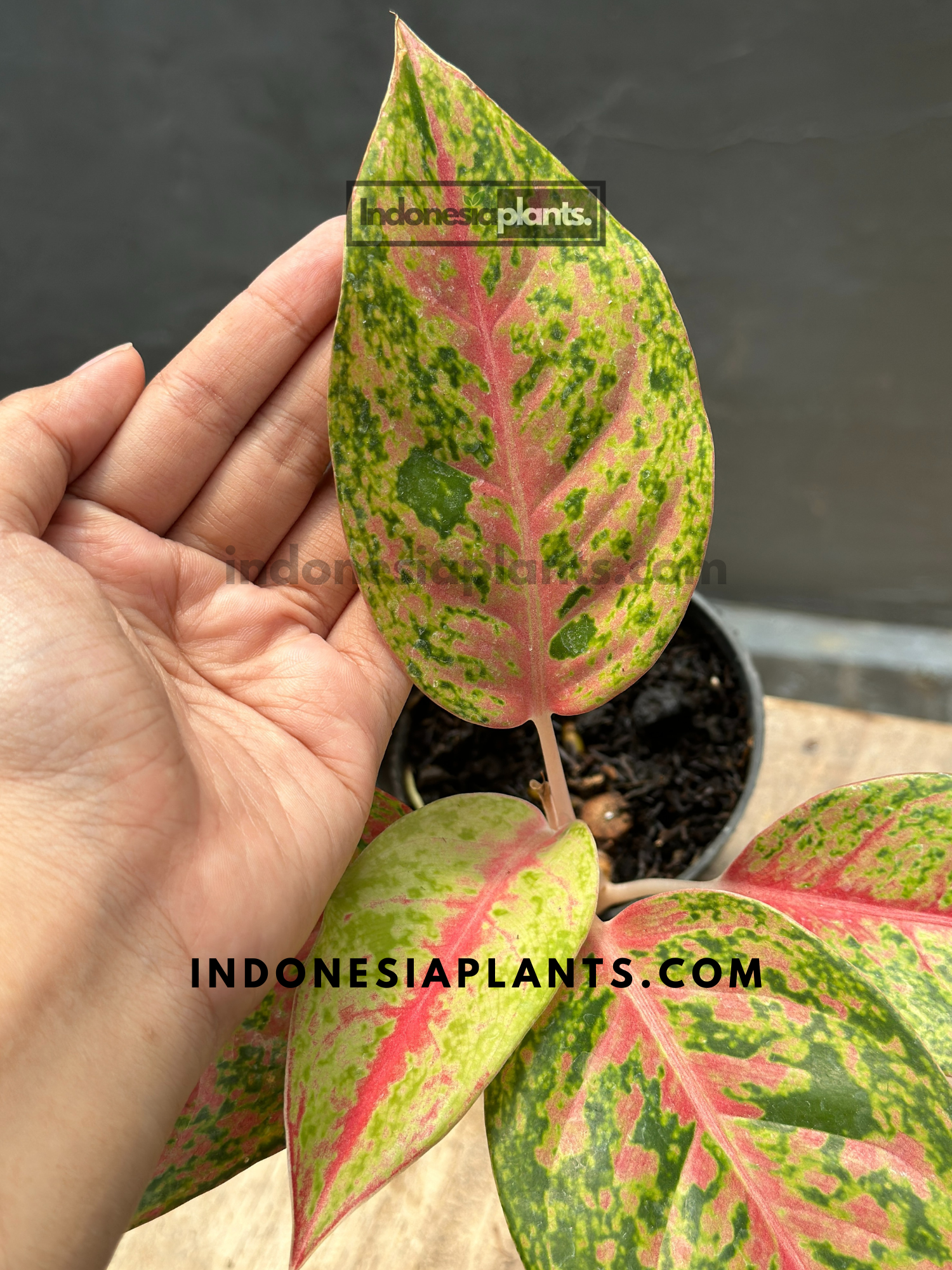 Aglaonema Big Roy