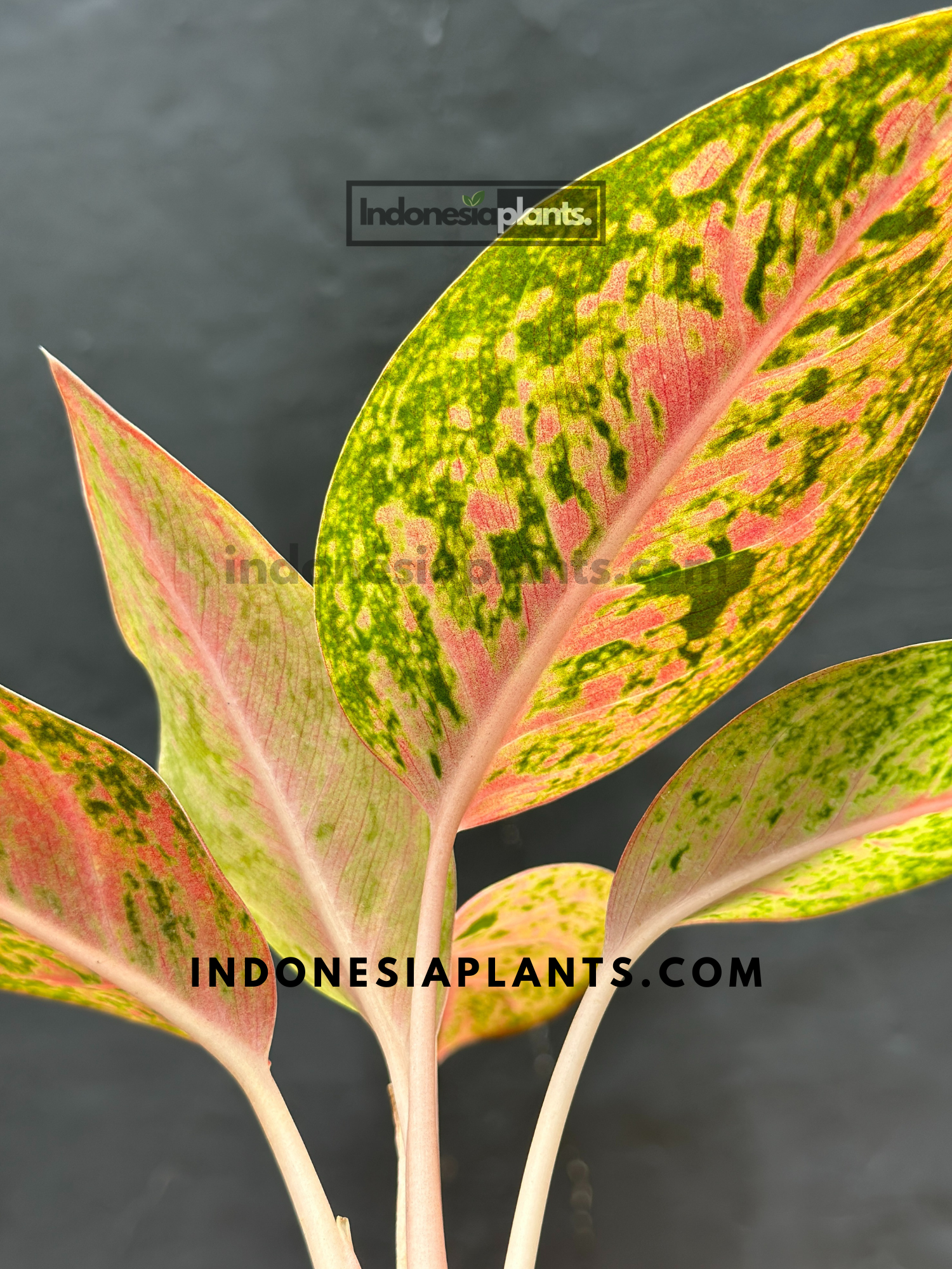 Aglaonema Big Roy