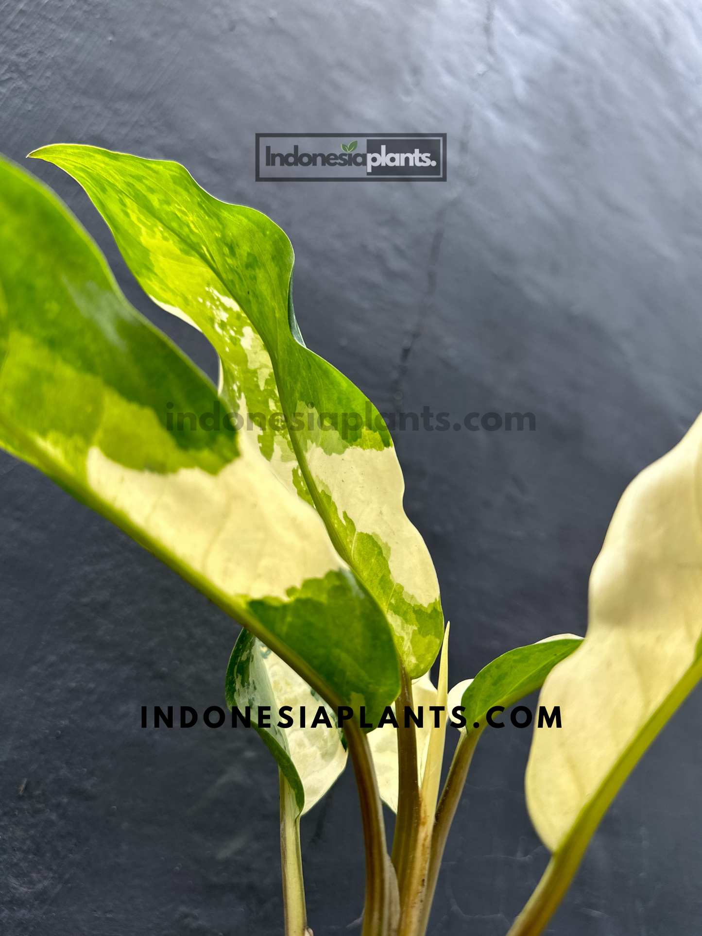 Aglaonema Commutatum Variegated