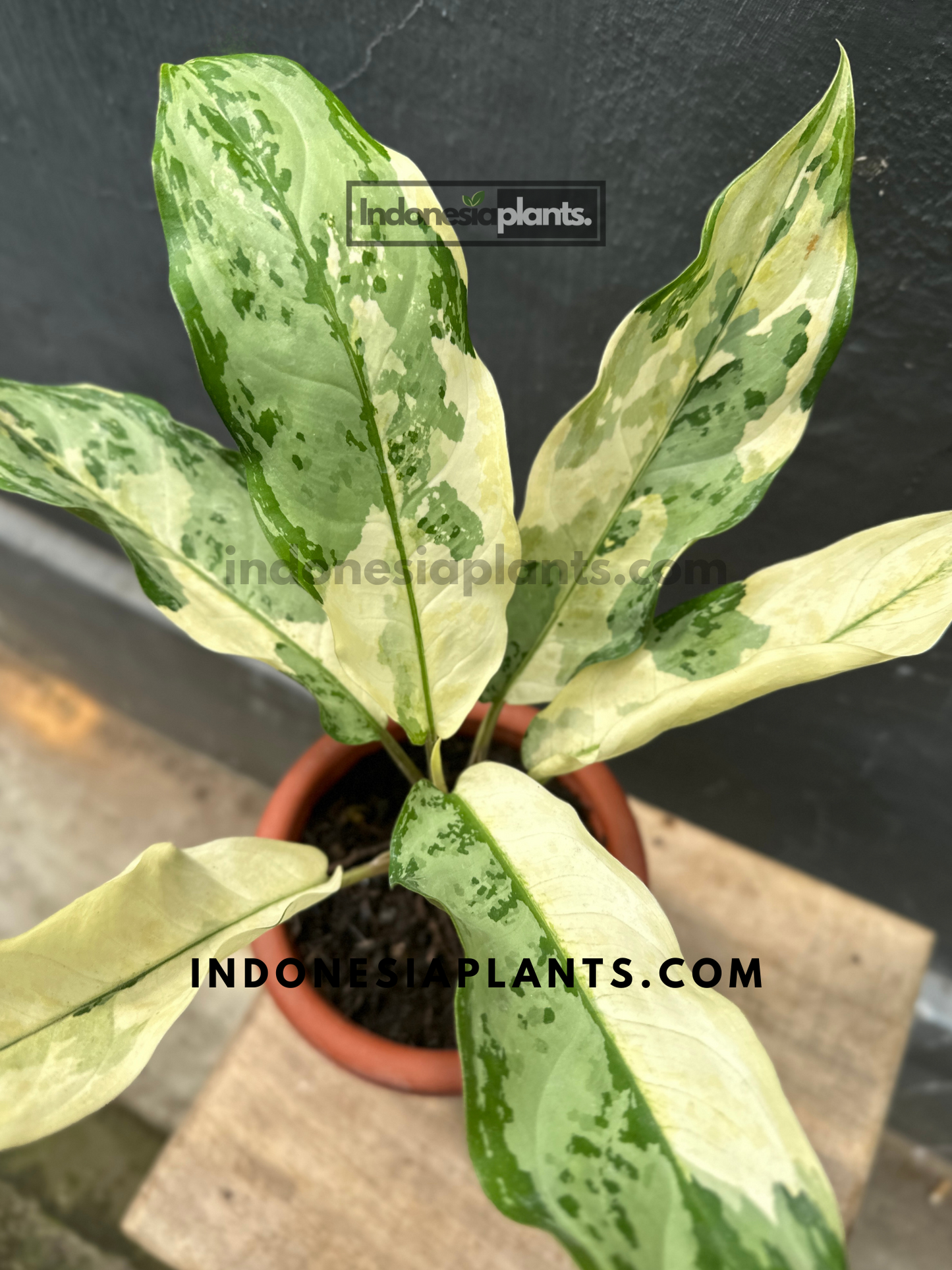 Aglaonema Commutatum Variegated