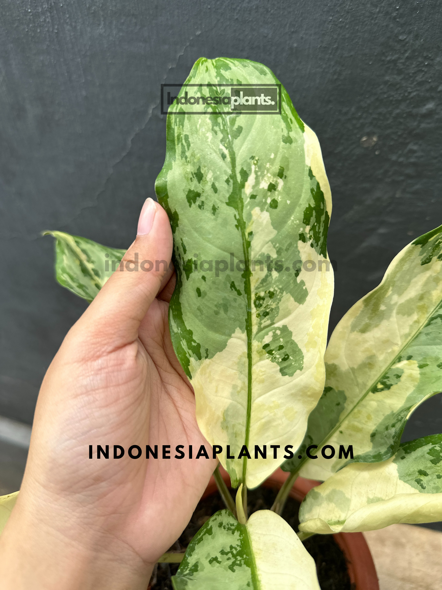 Aglaonema Commutatum Variegated