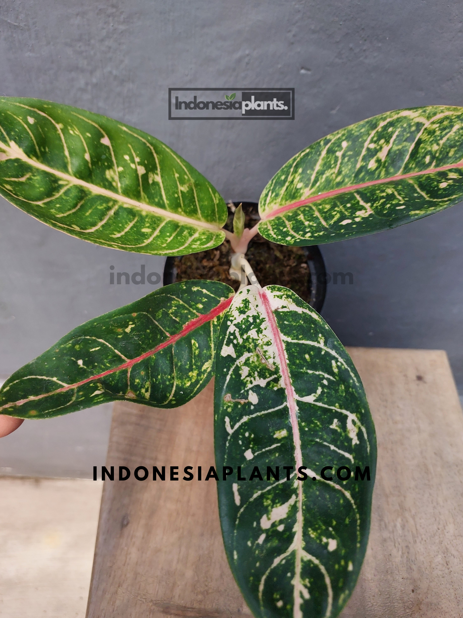 dona carmen aglaonema Aglaonema Dona Carmen