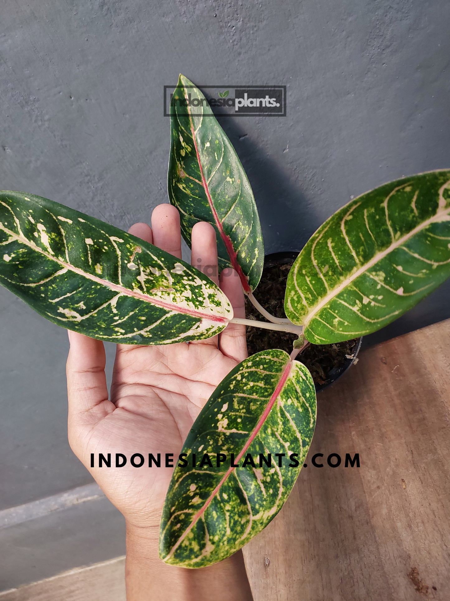 Aglaonema Dona Carmen