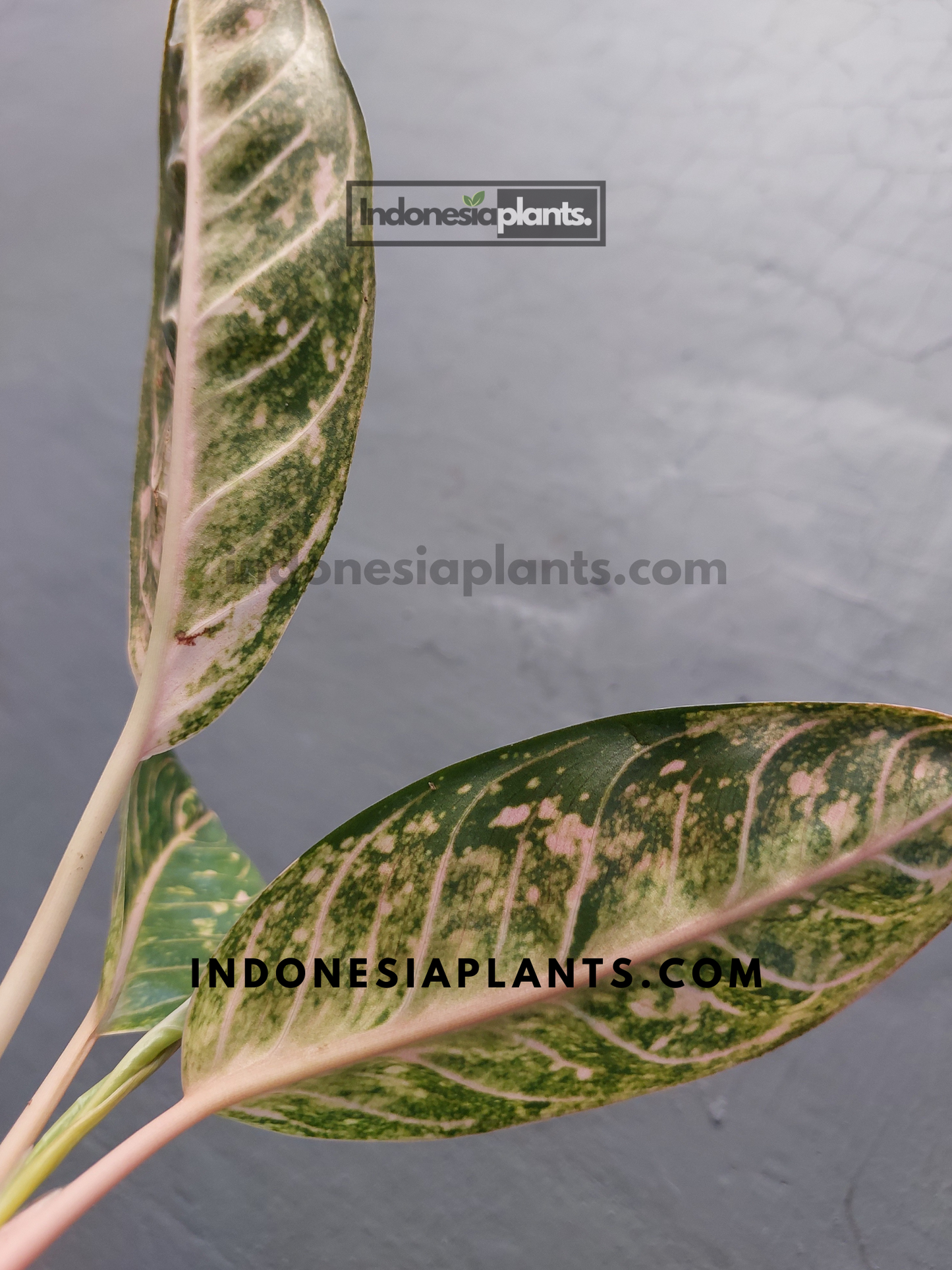Aglaonema Dona Carmen