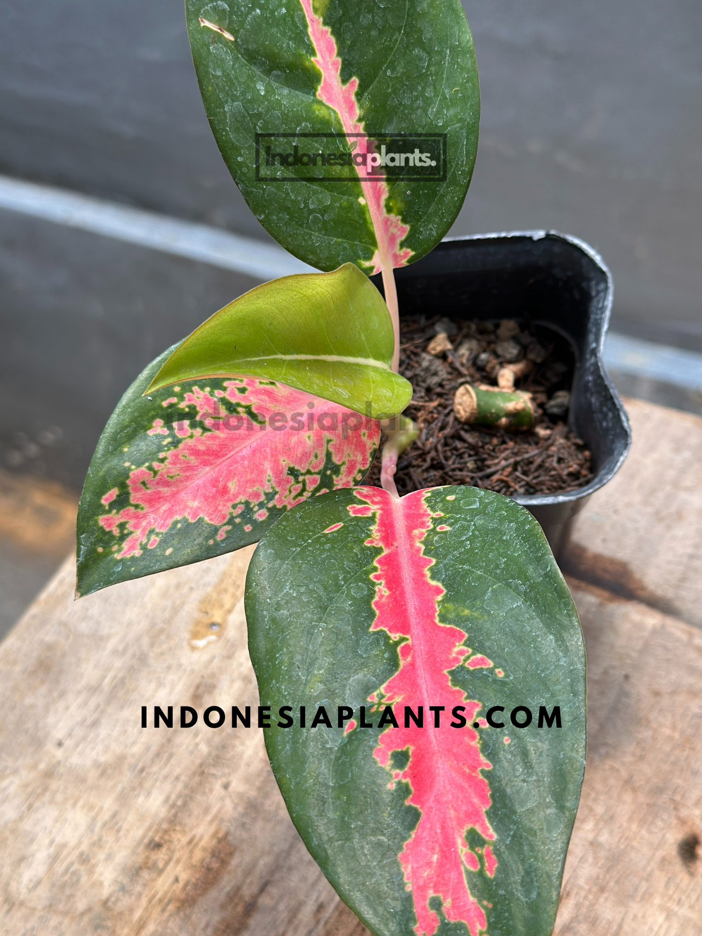 Aglaonema Kochin Pink
