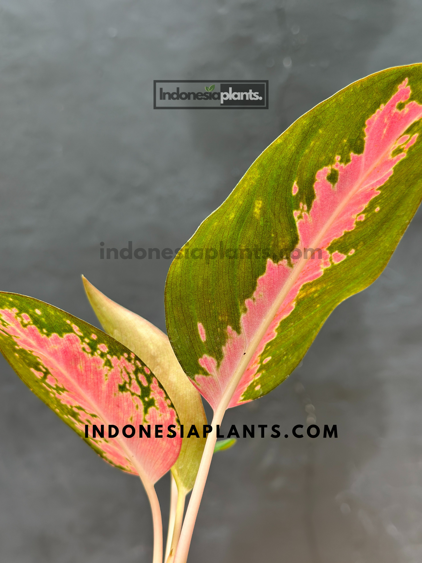 Aglaonema Kochin Pink
