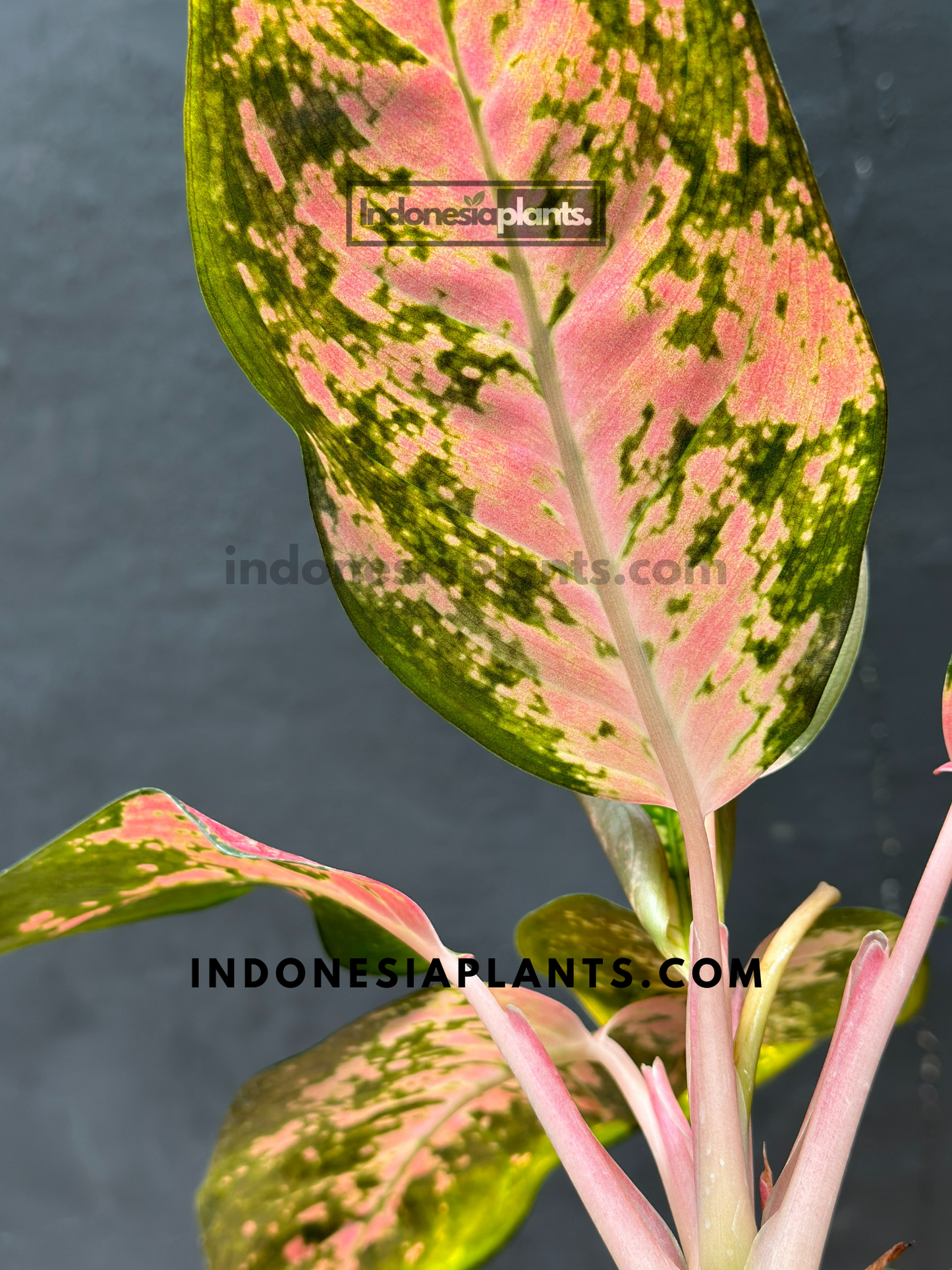 Aglaonema Kochin Pink