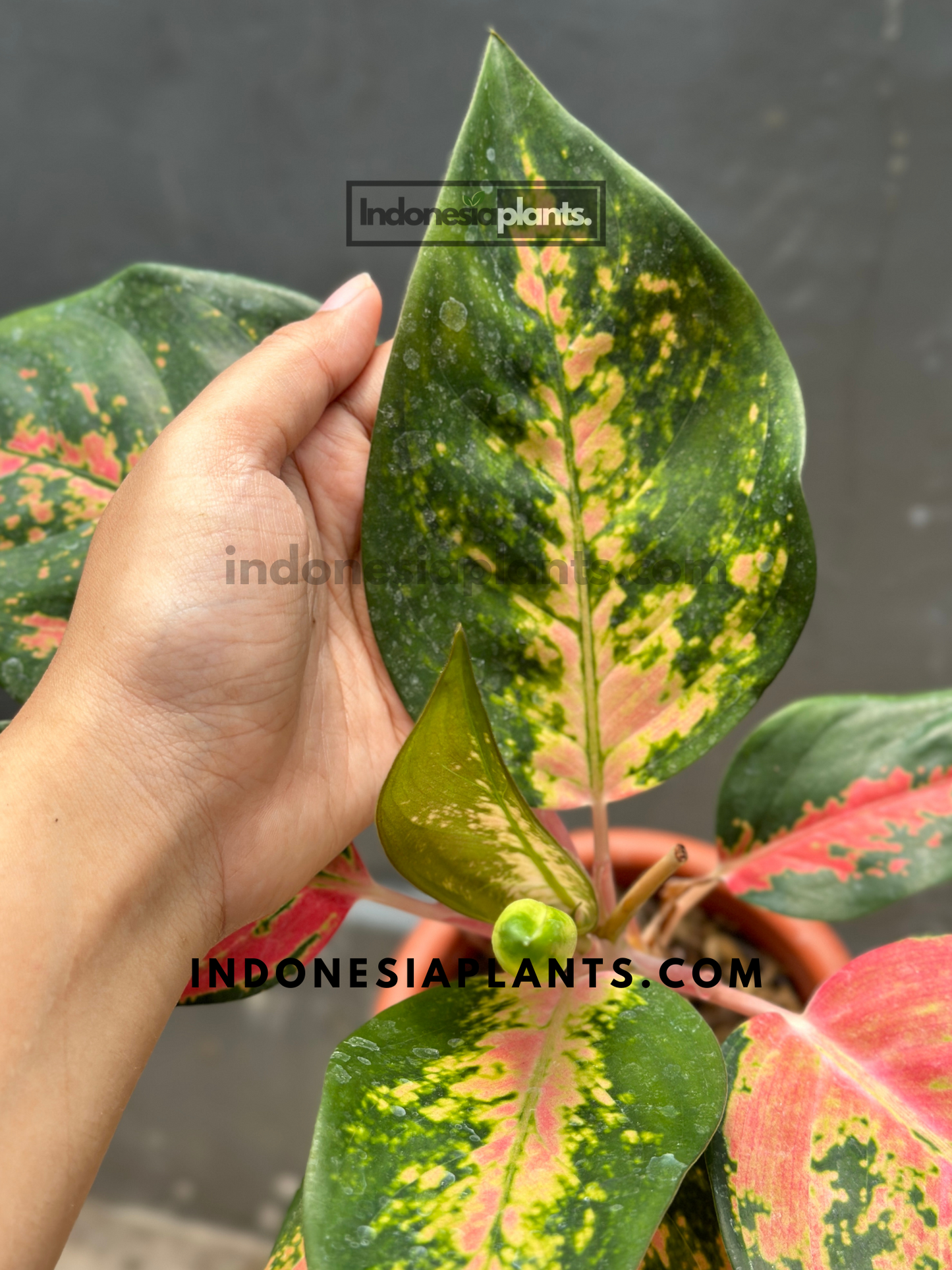 Aglaonema Kochin Pink