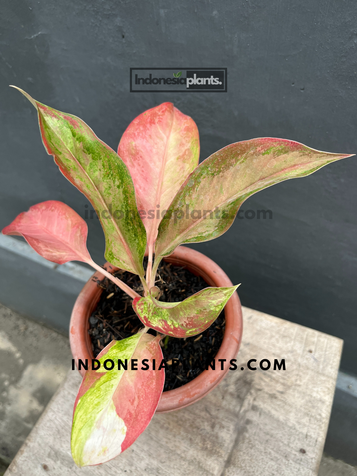 Aglaonema Maneratana