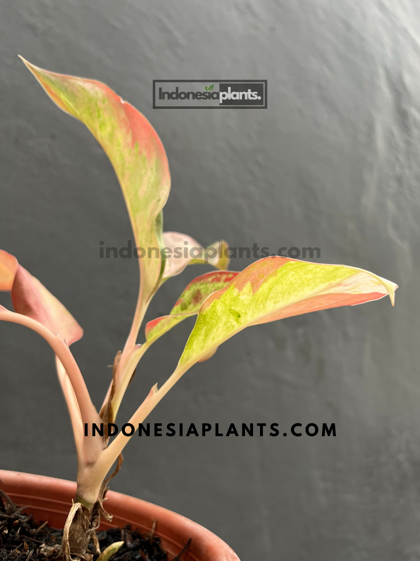 Aglaonema Maneratana