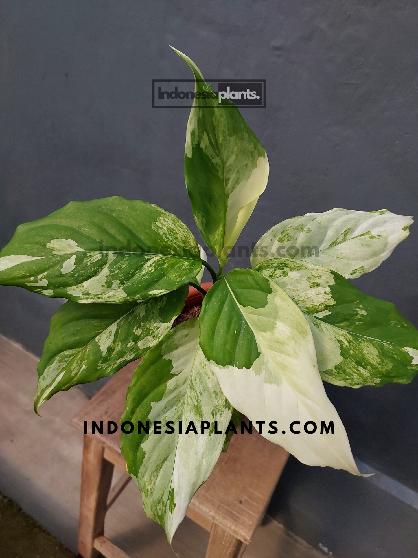 Aglaonema Modestum Variegated