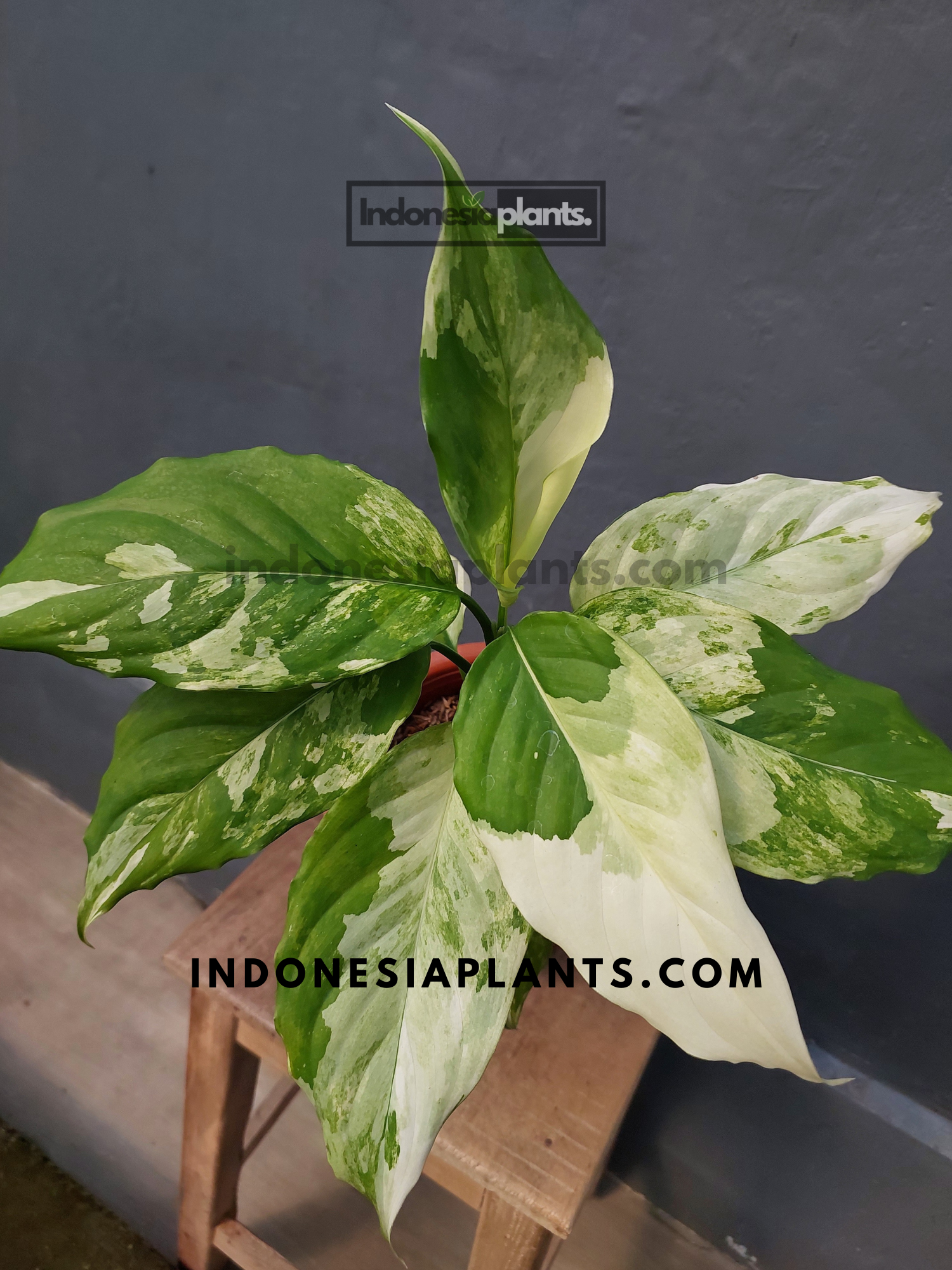 Aglaonema Modestum Variegated