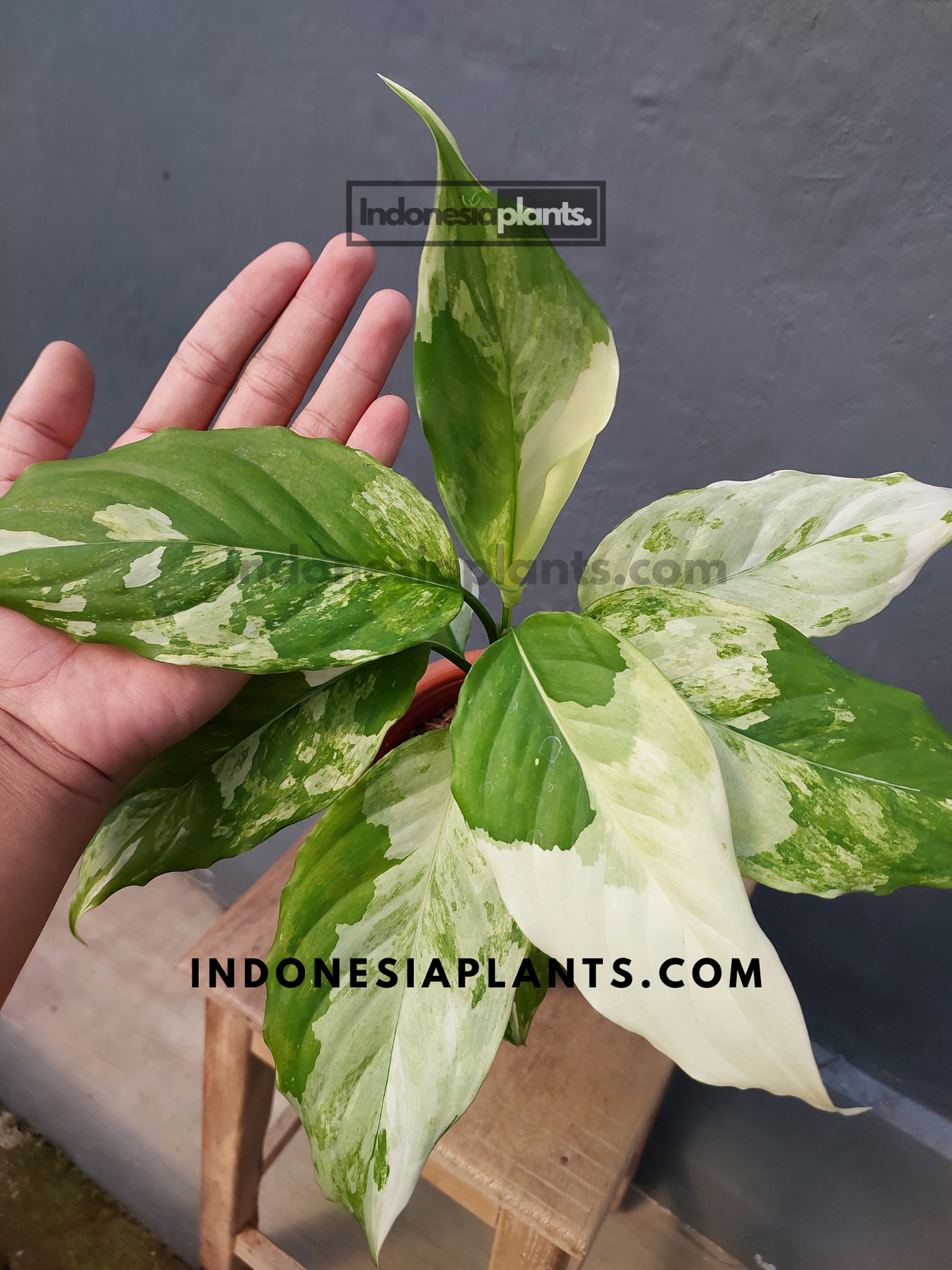 Aglaonema Modestum Variegated