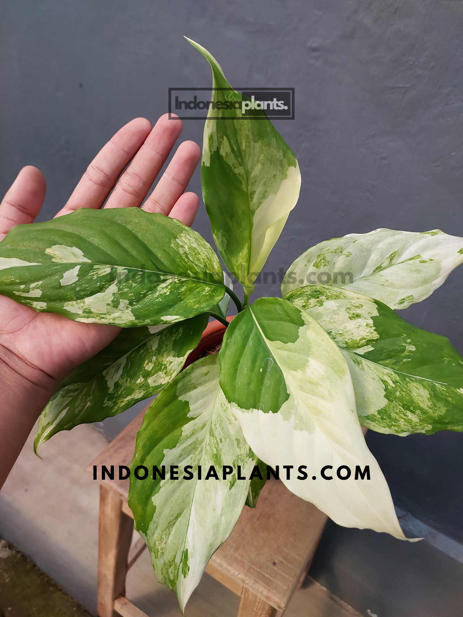Aglaonema Modestum Variegated