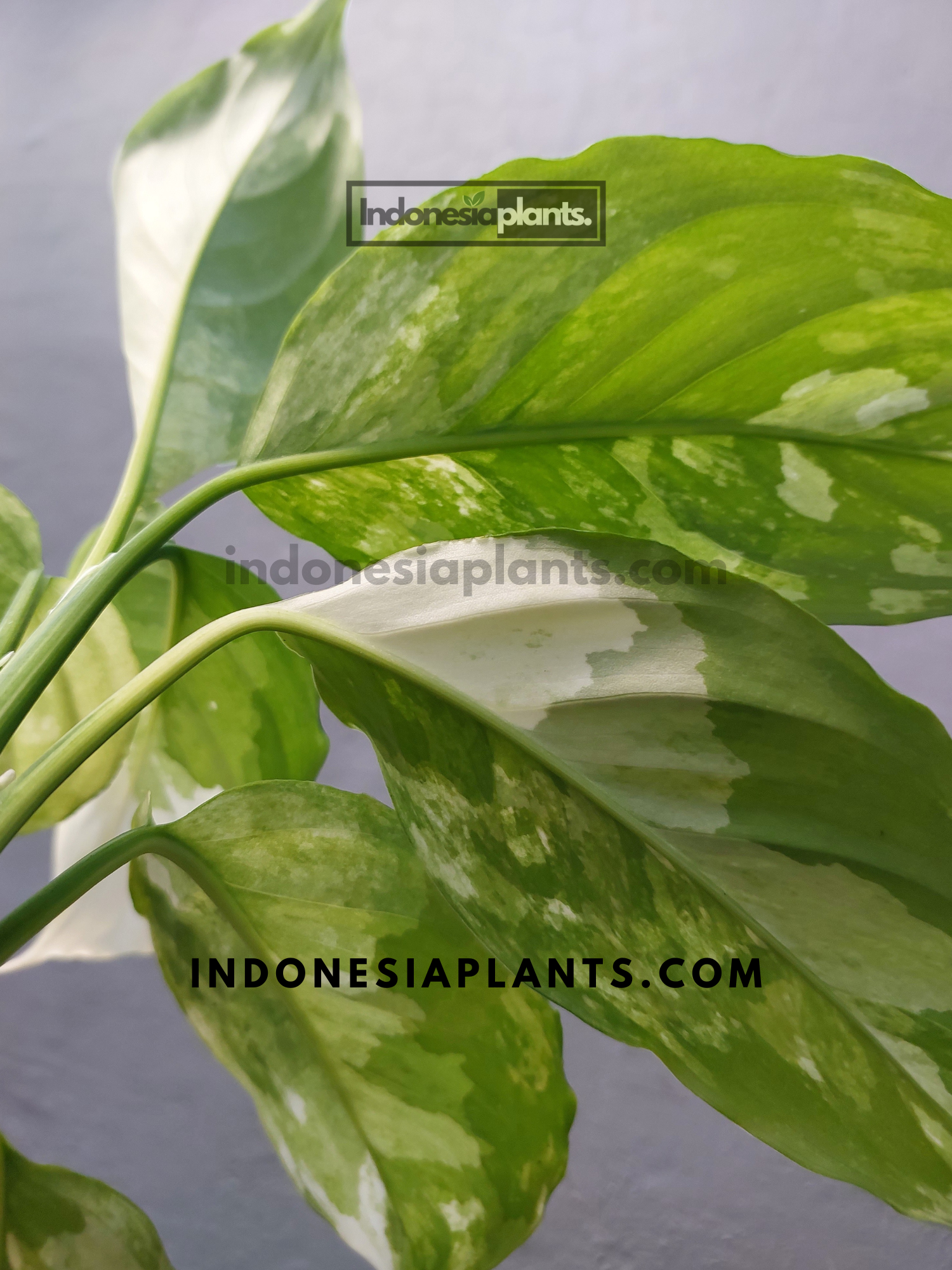 Aglaonema Modestum Variegated