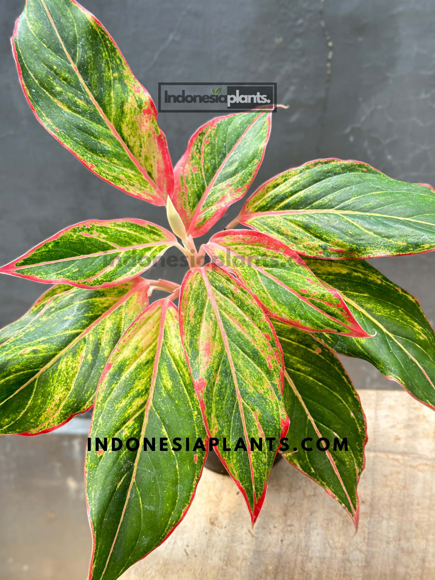 aglaonema siam aurora cuidados Aglaonema Siam Aurora / Aglaonema Lápiz Labial Rojo