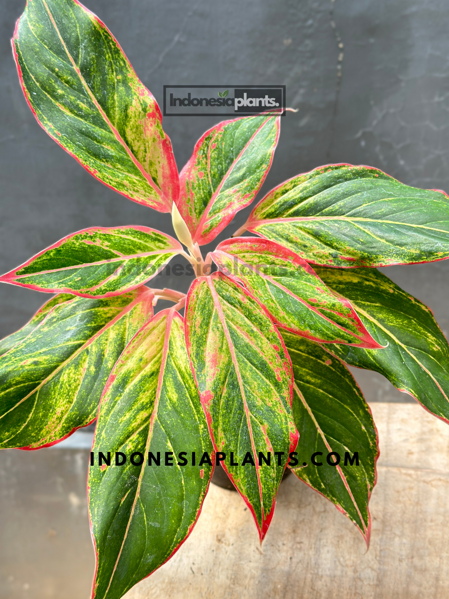 Aglaonema Red Lipstic