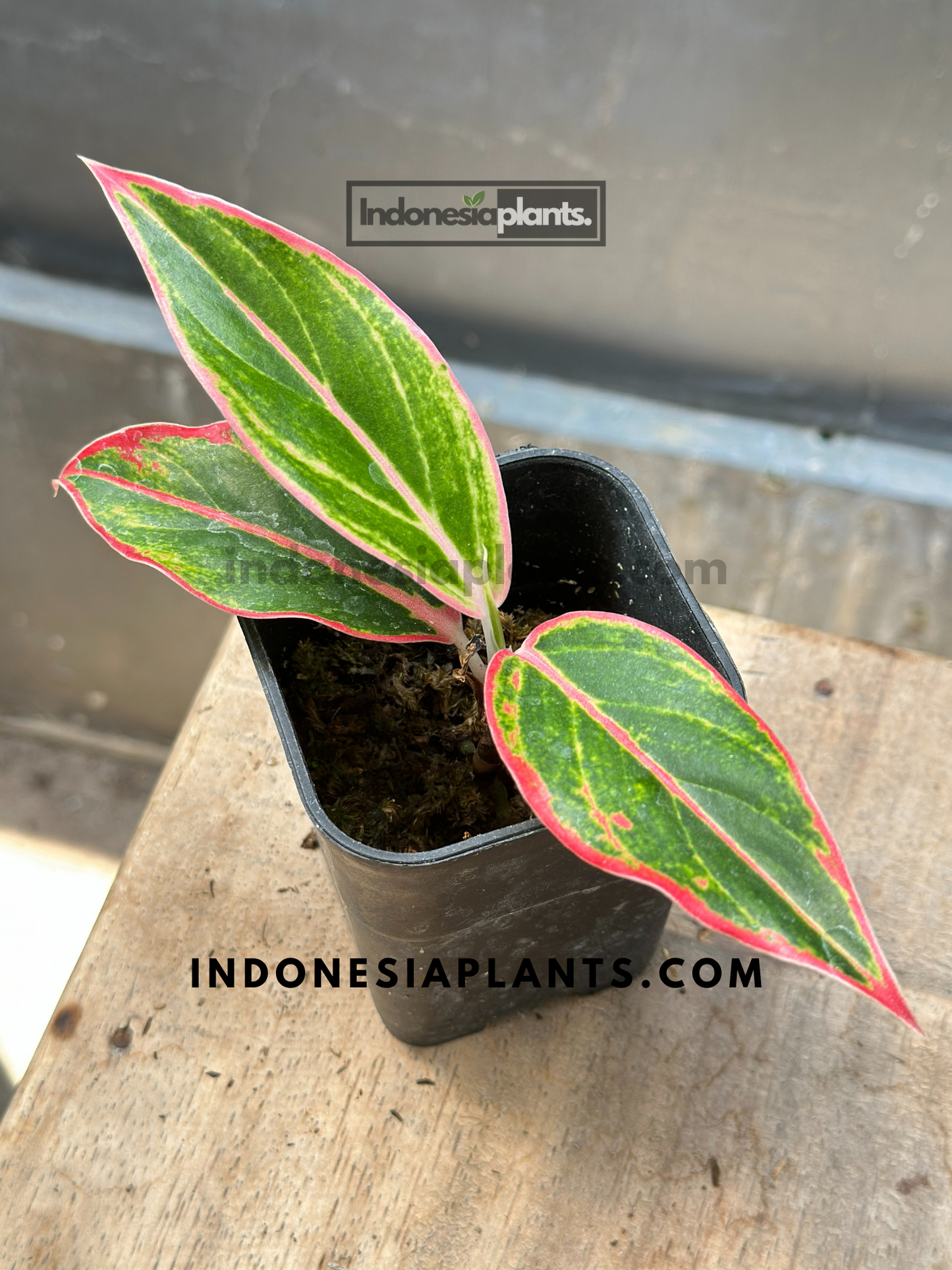 Aglaonema Pink Lipstic