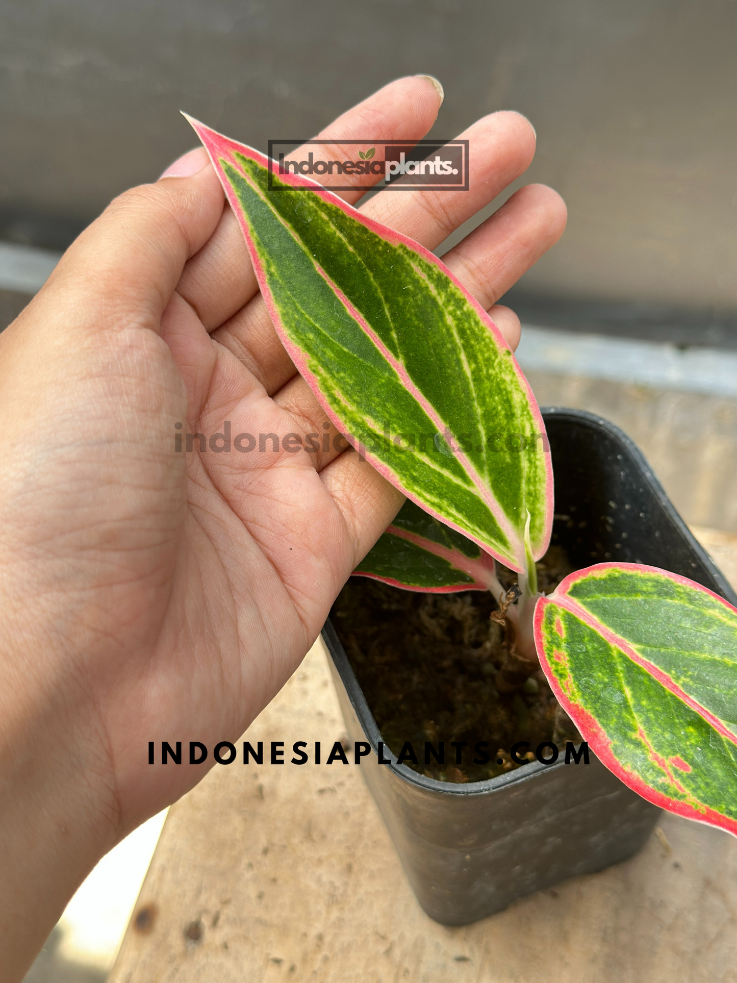 Aglaonema Pink Lipstic