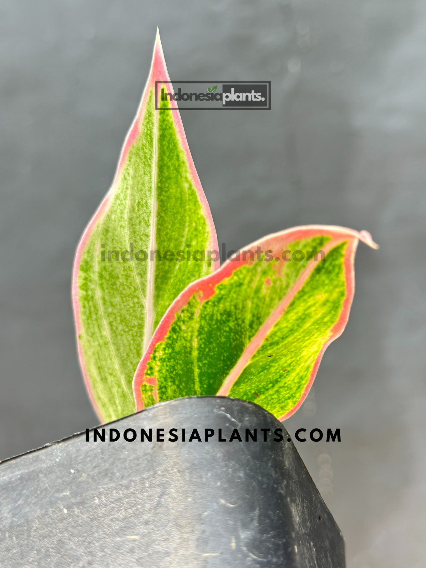 Aglaonema Pink Lipstic