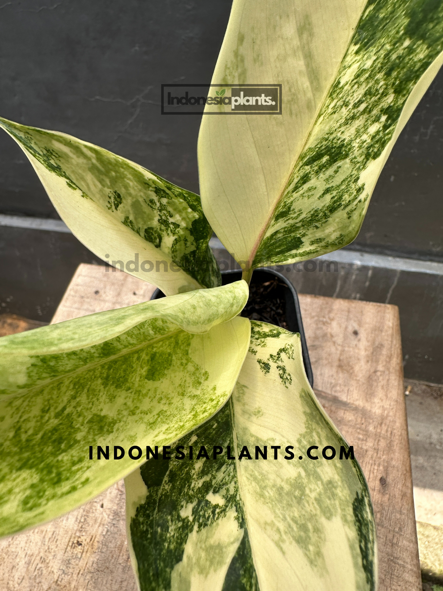 Aglaonema Siam Jade Variegated