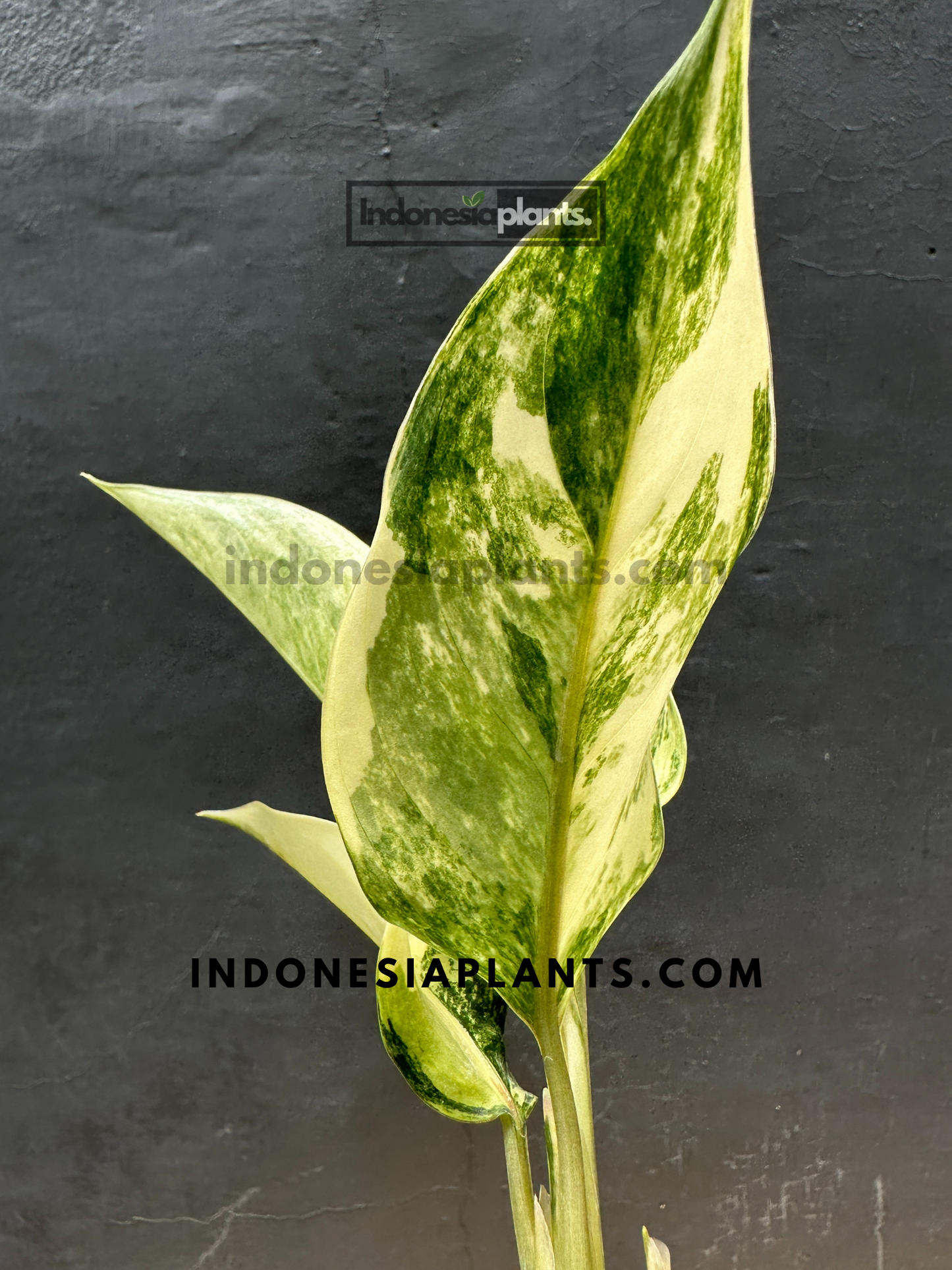 Aglaonema Siam Jade Variegated