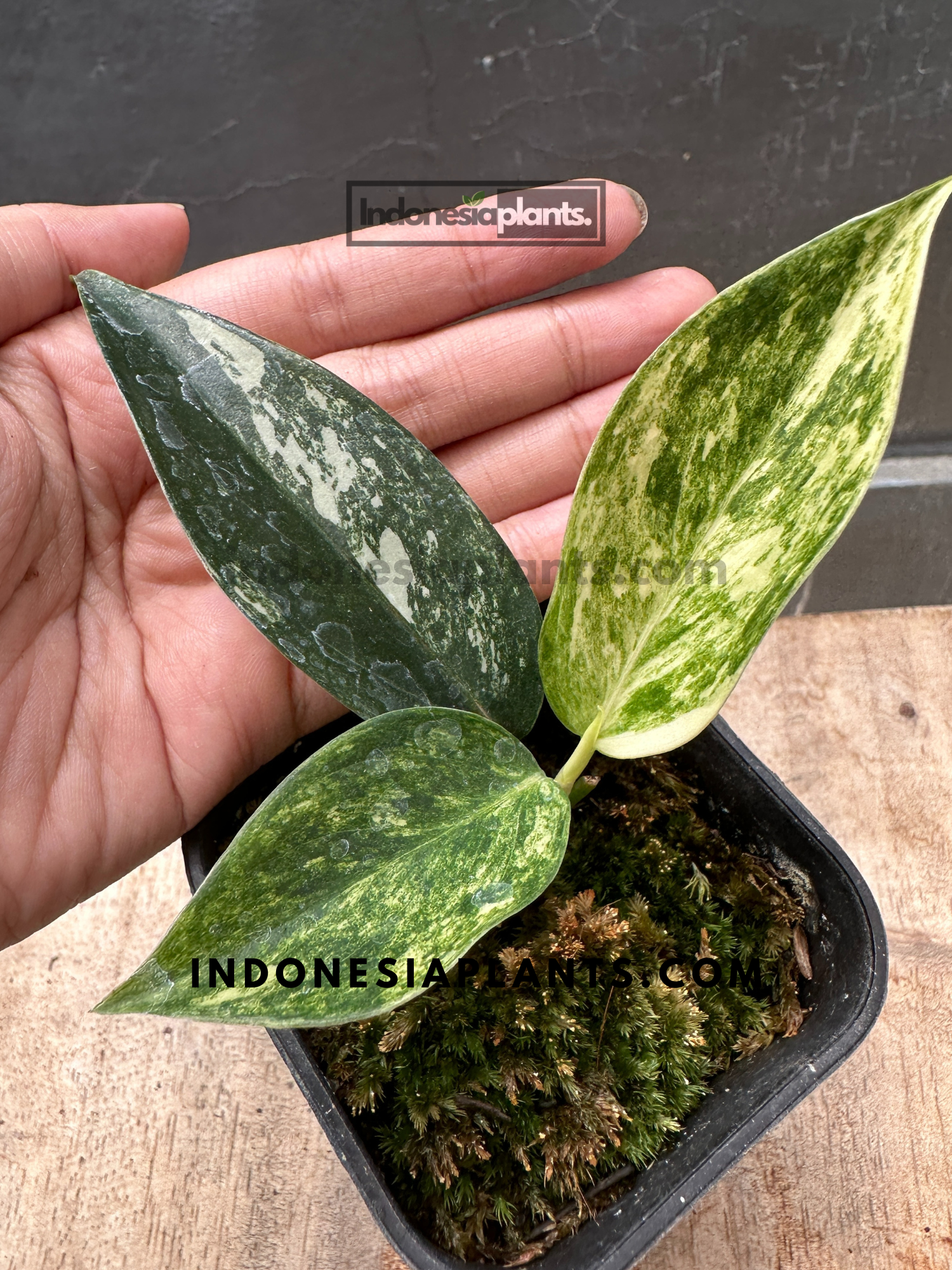 aglaonema small Aglaonema 'Siam Jade' Variegated (wk23-A)