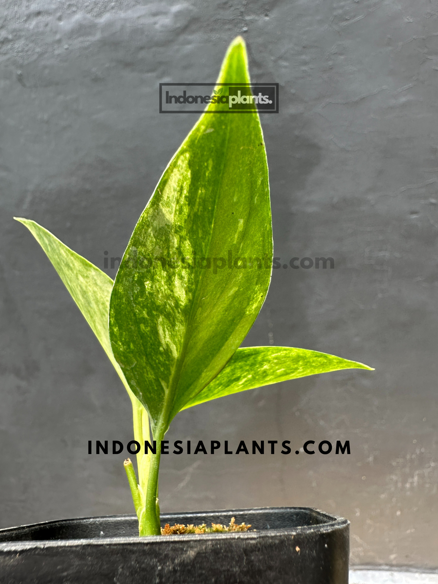 Aglaonema Siam Jade Variegated starter plants