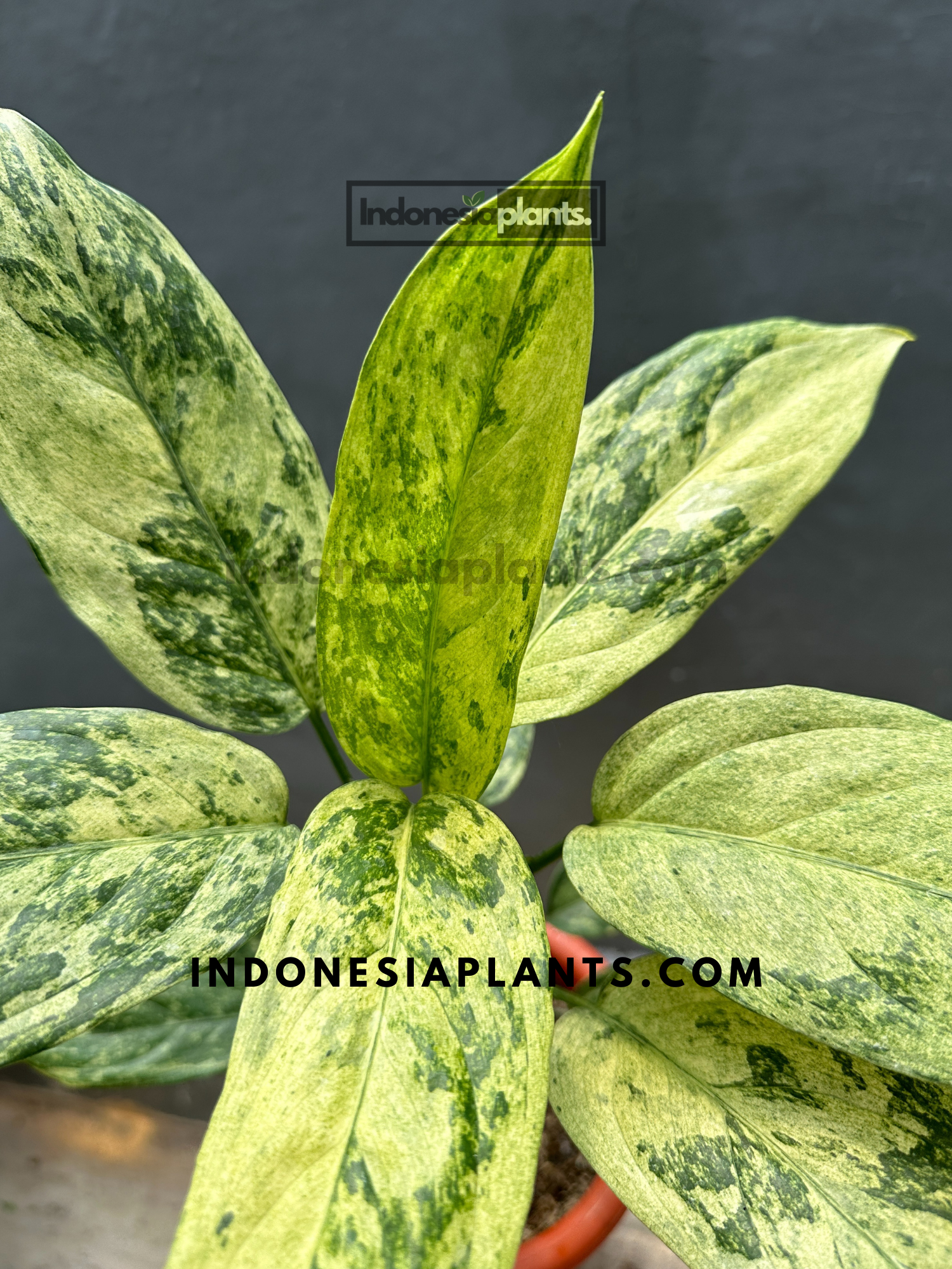 aglaonema sp Aglaonema Simplex Variegated