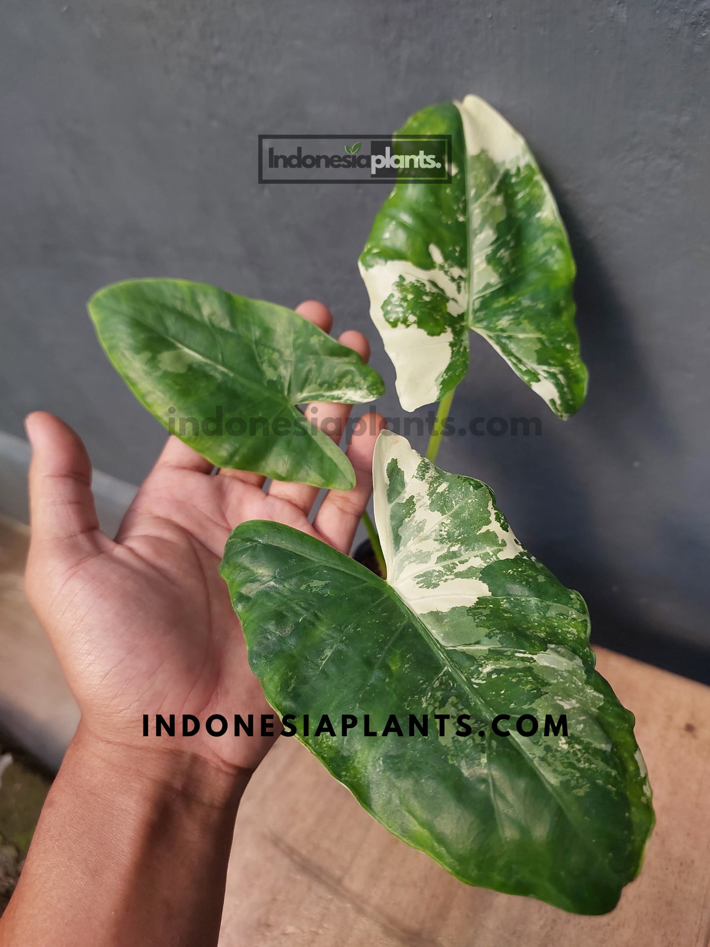 Alocasia Macrorrhiza Variegated